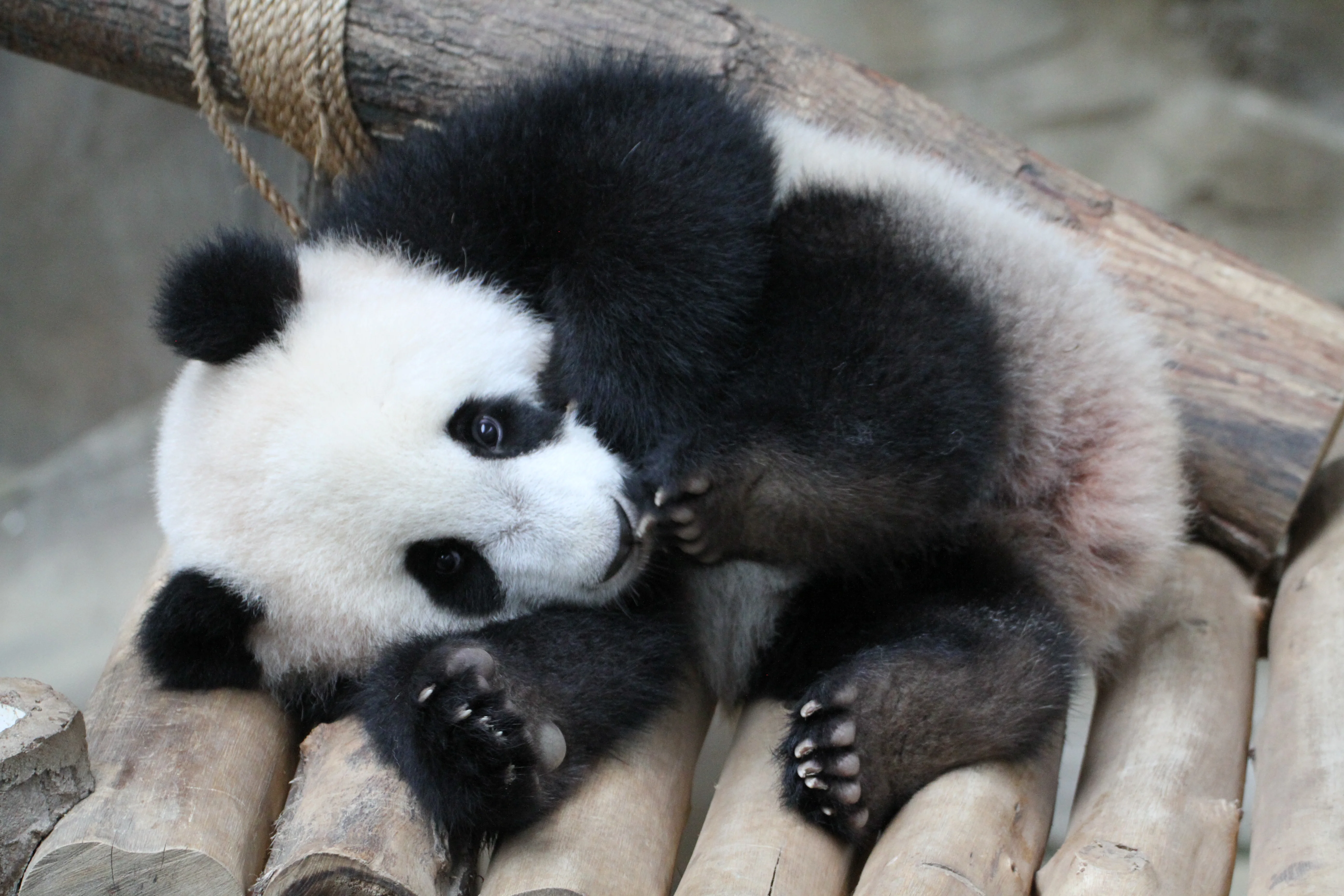 Zoo Negara Malaysia