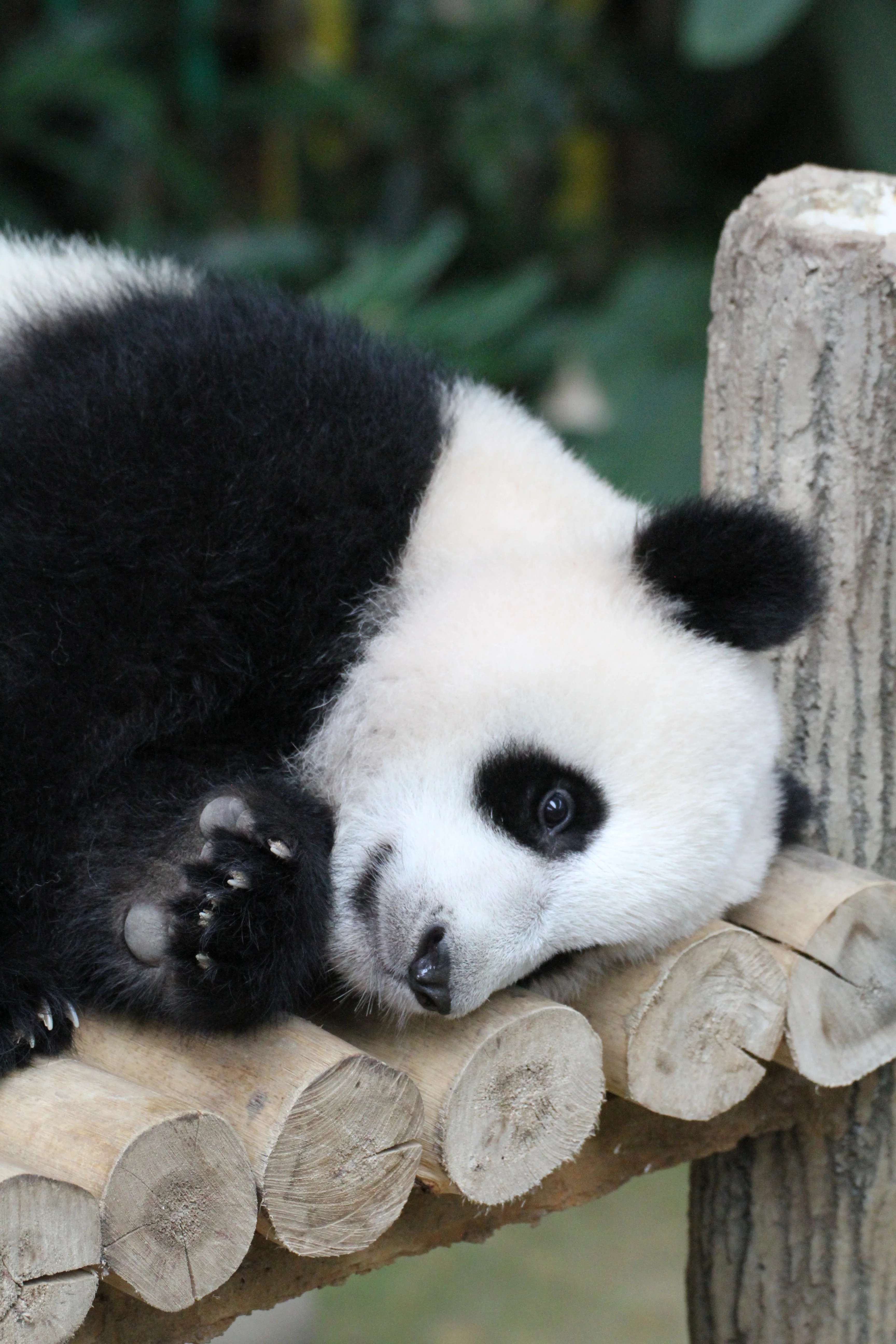 Zoo Negara Malaysia