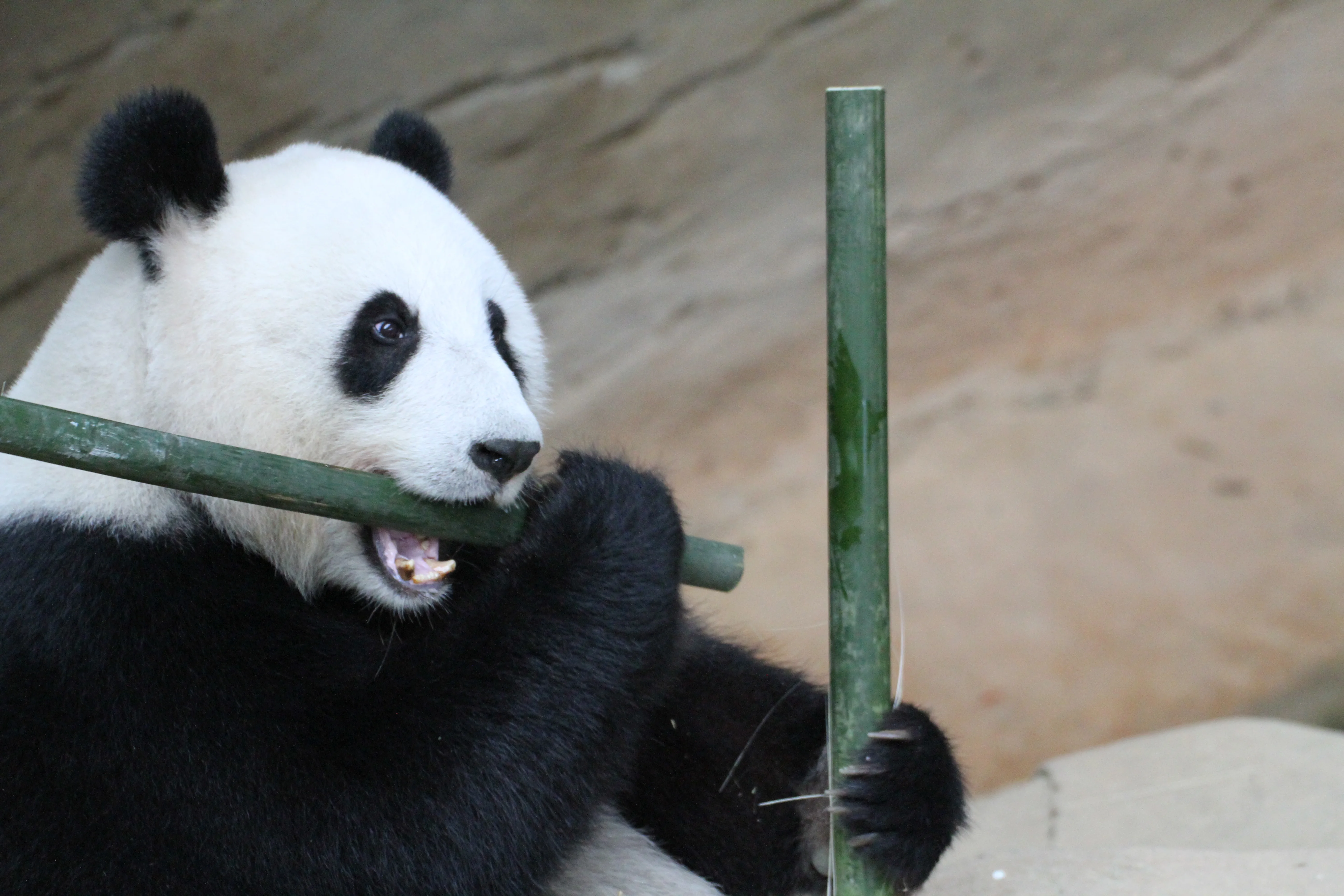 Zoo Negara Malaysia