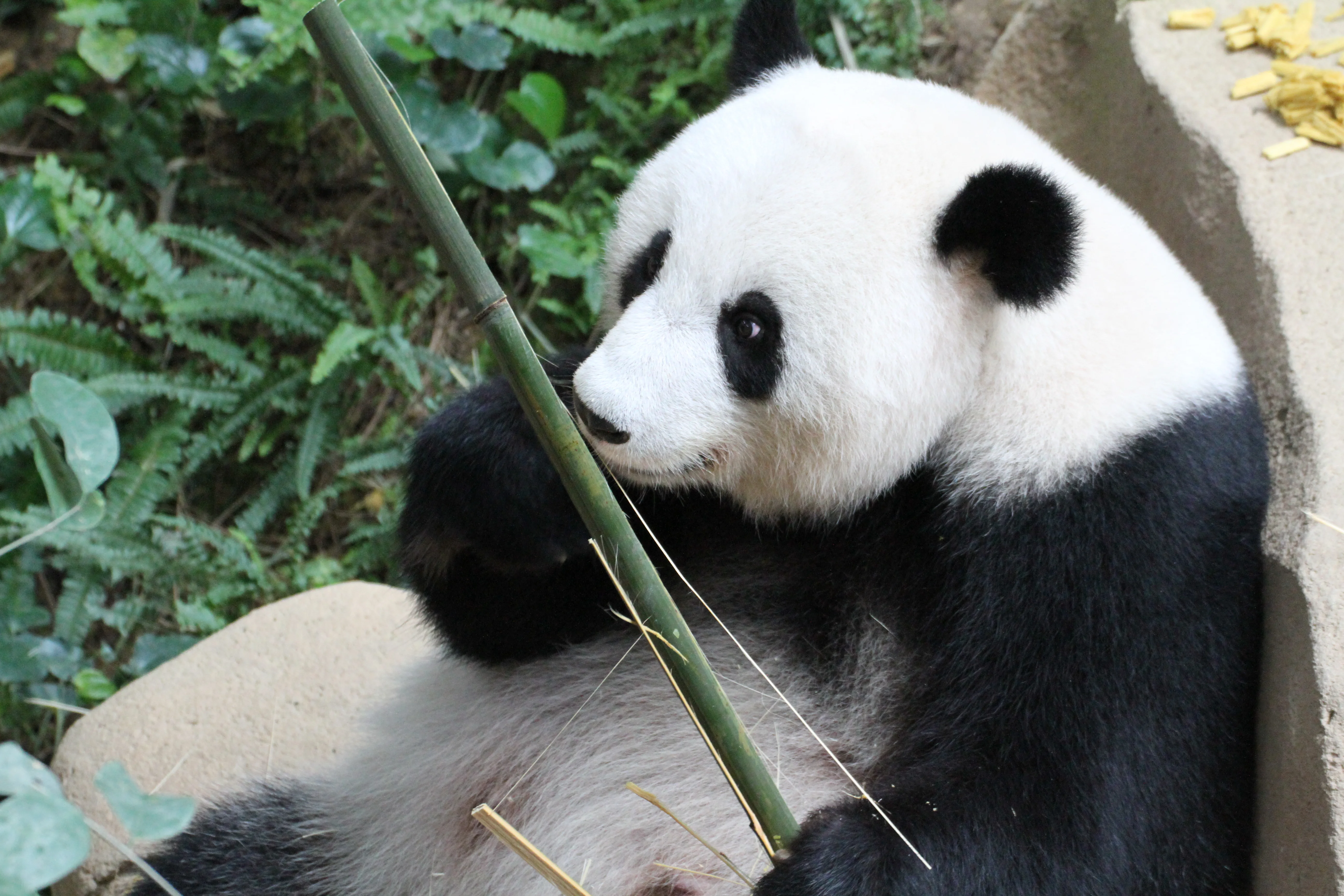Zoo Negara Malaysia