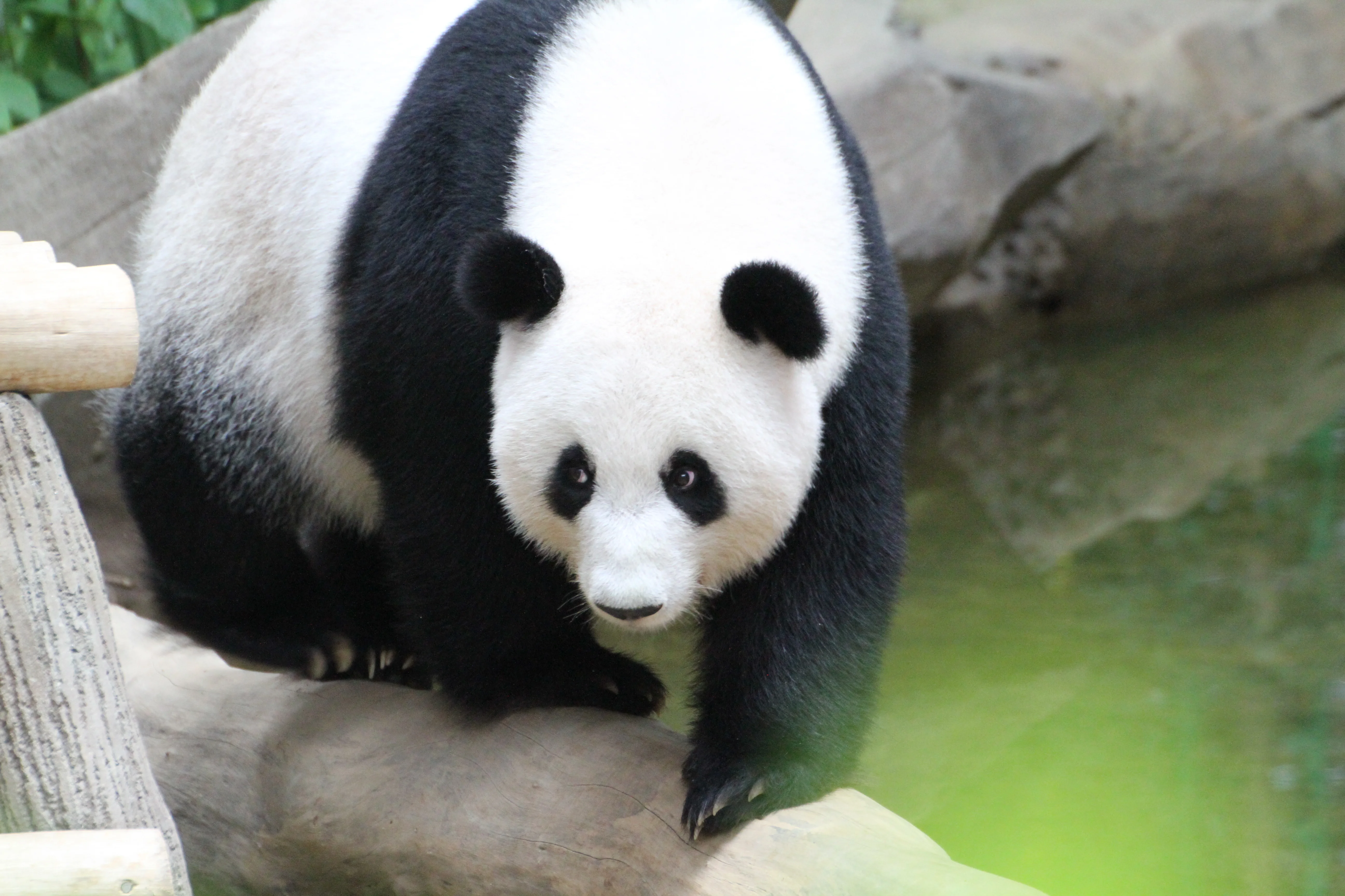 Zoo Negara Malaysia