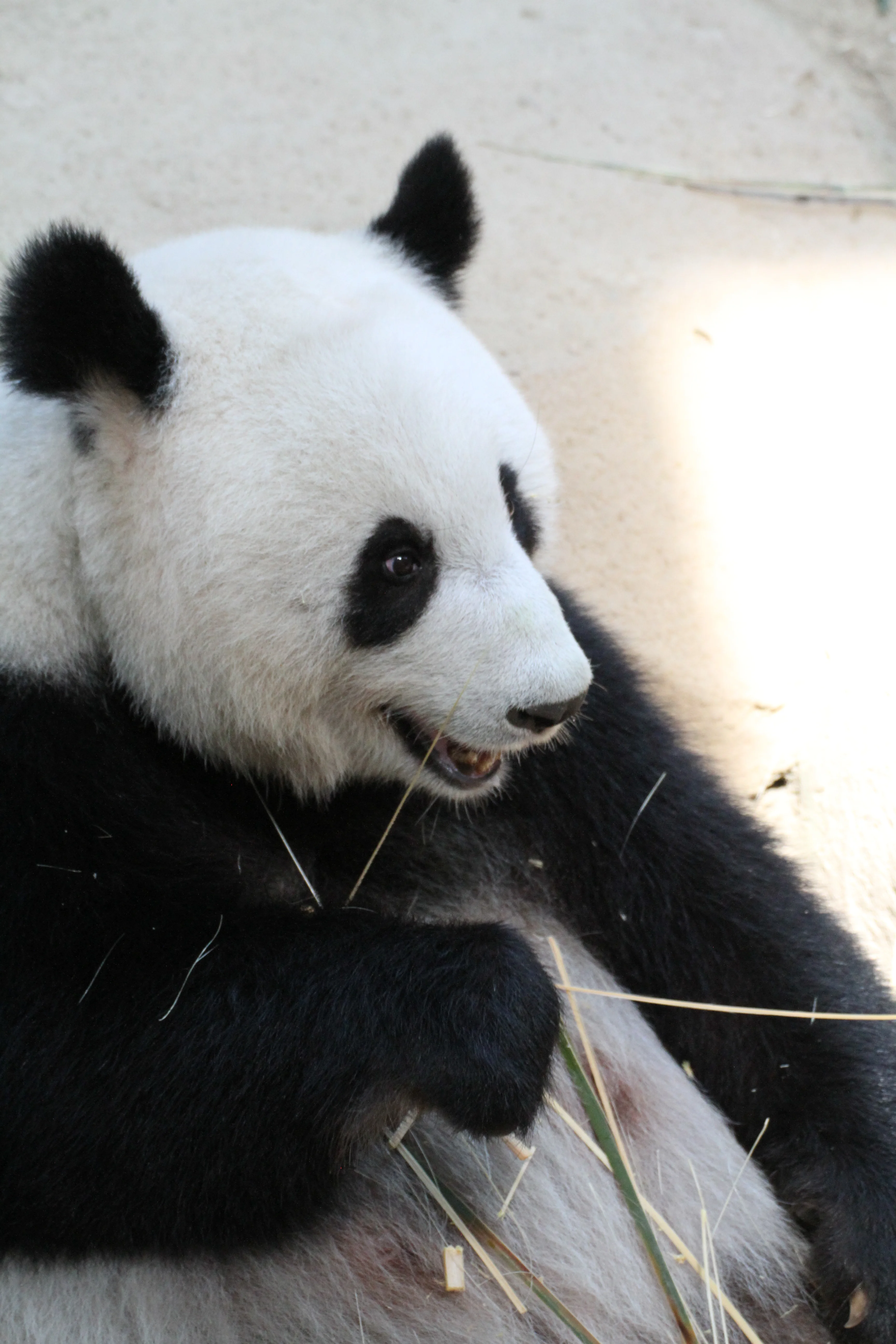 Zoo Negara Malaysia