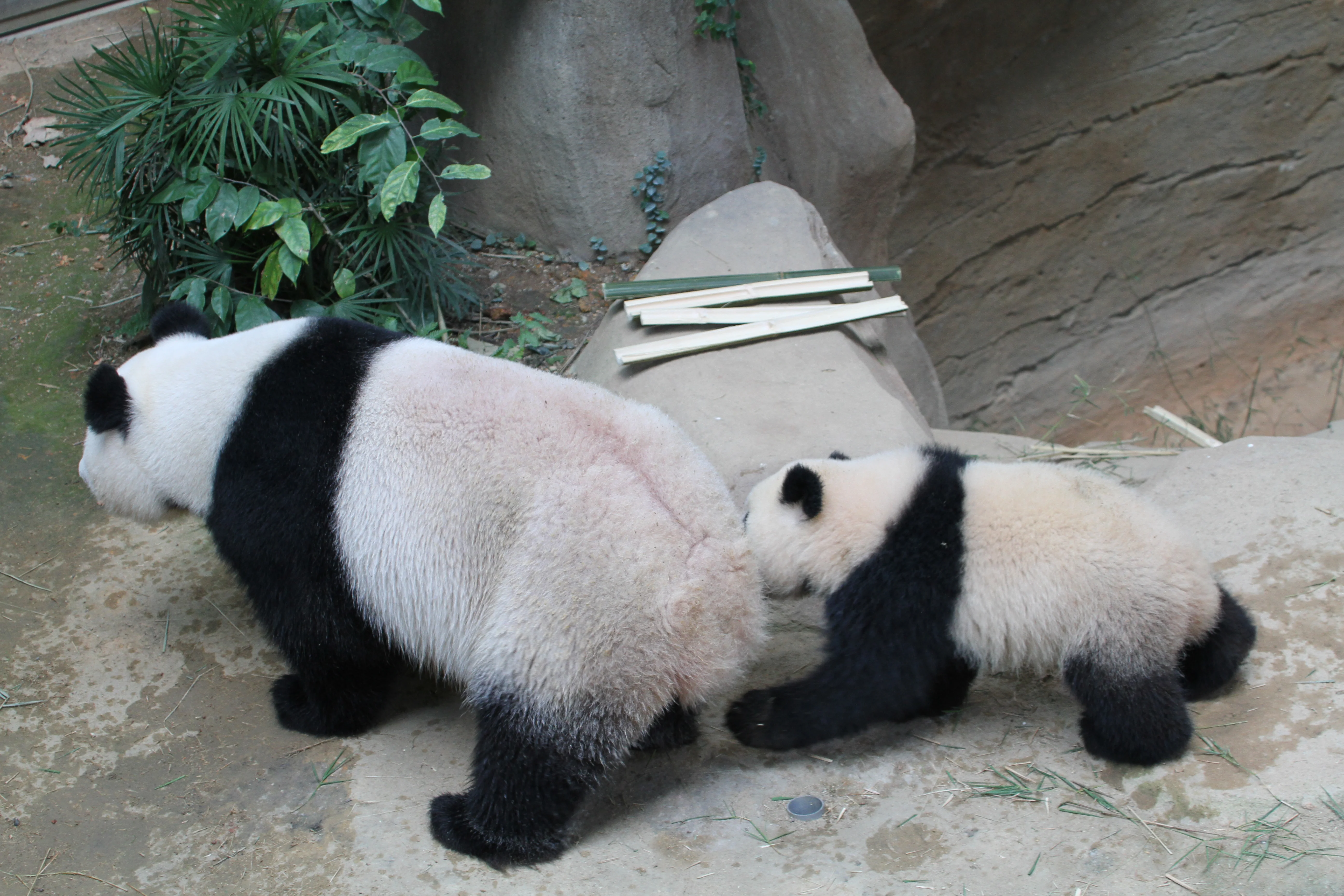 Zoo Negara Malaysia
