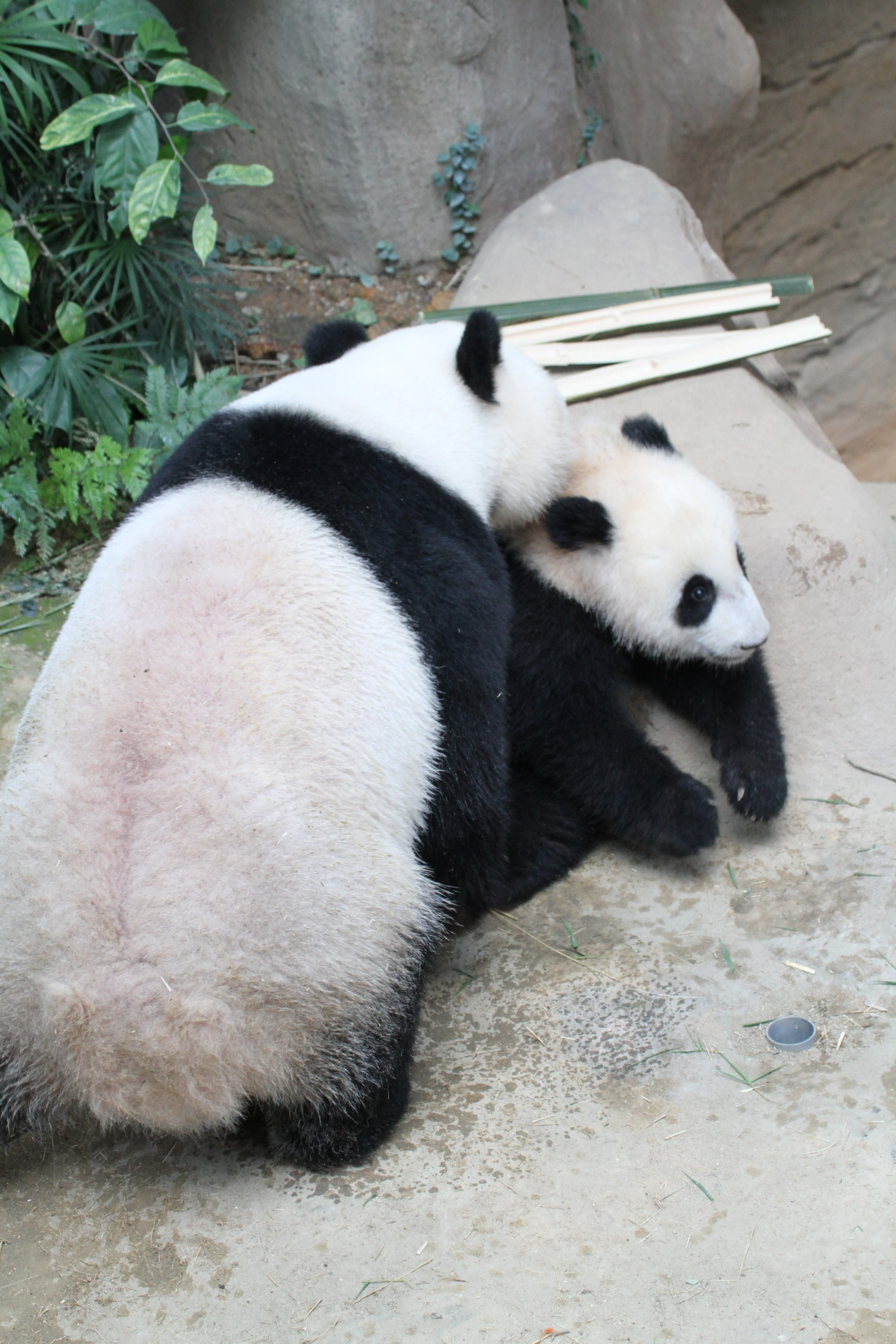 Zoo Negara Malaysia