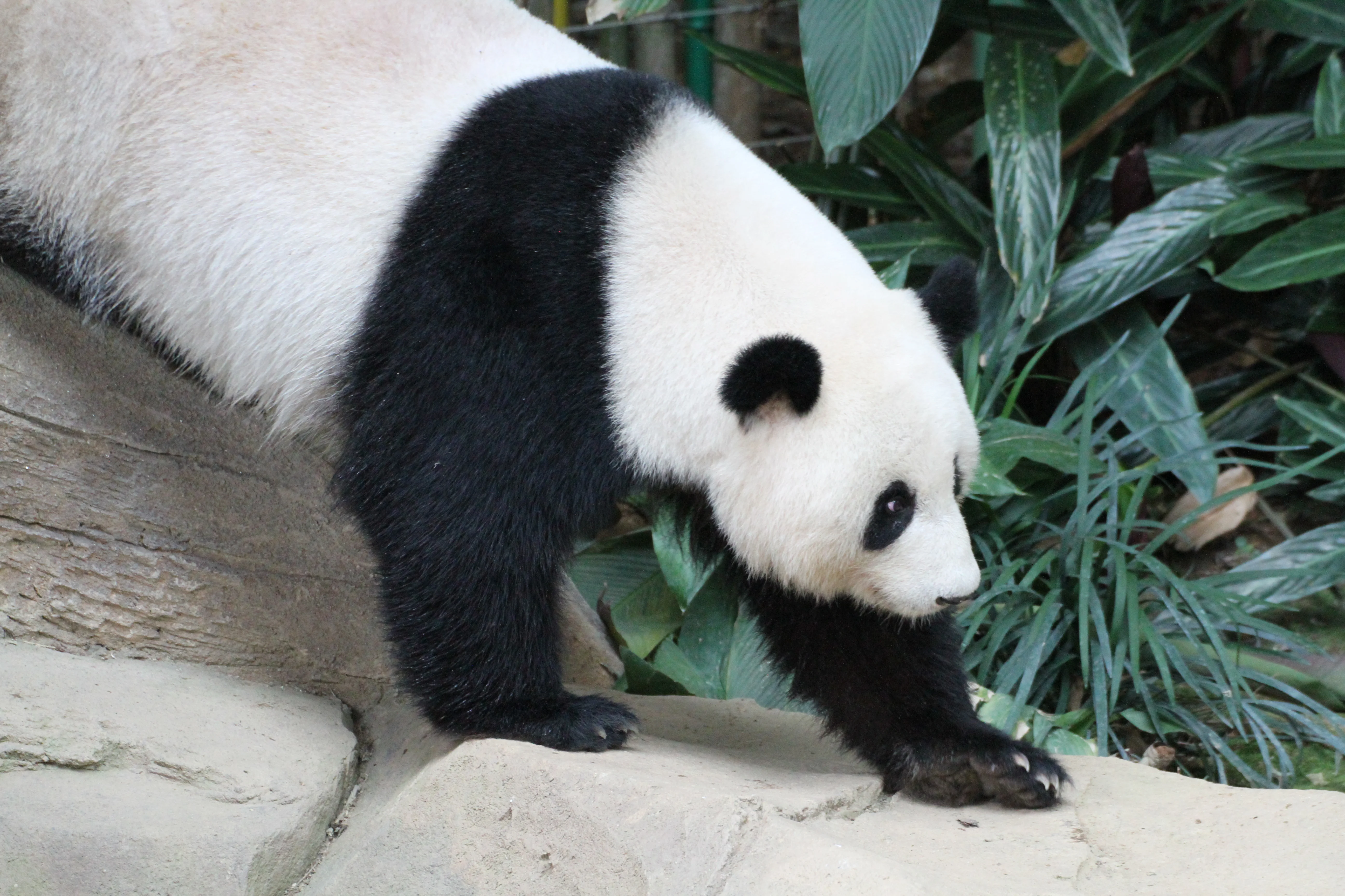 Zoo Negara Malaysia