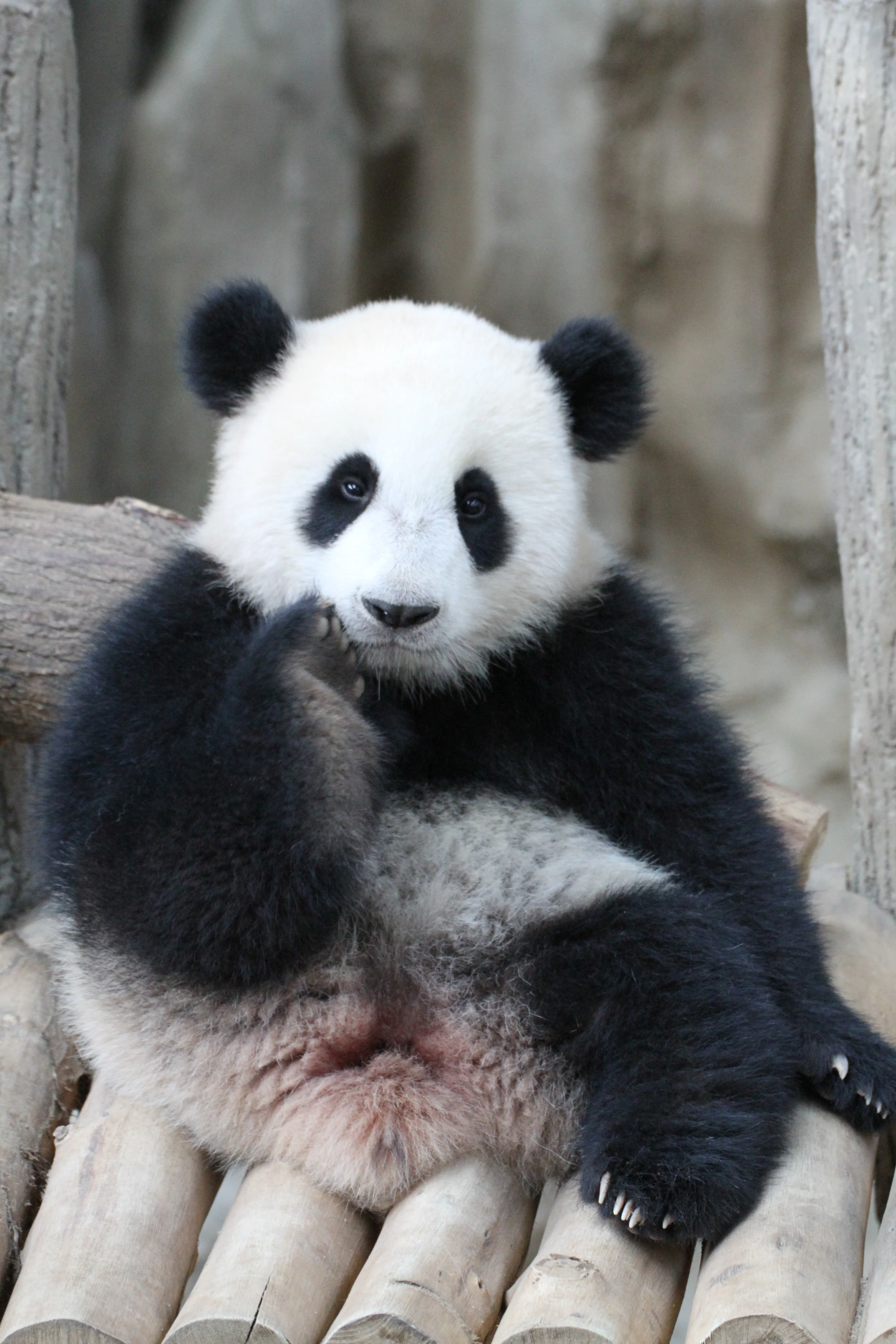 Zoo Negara Malaysia