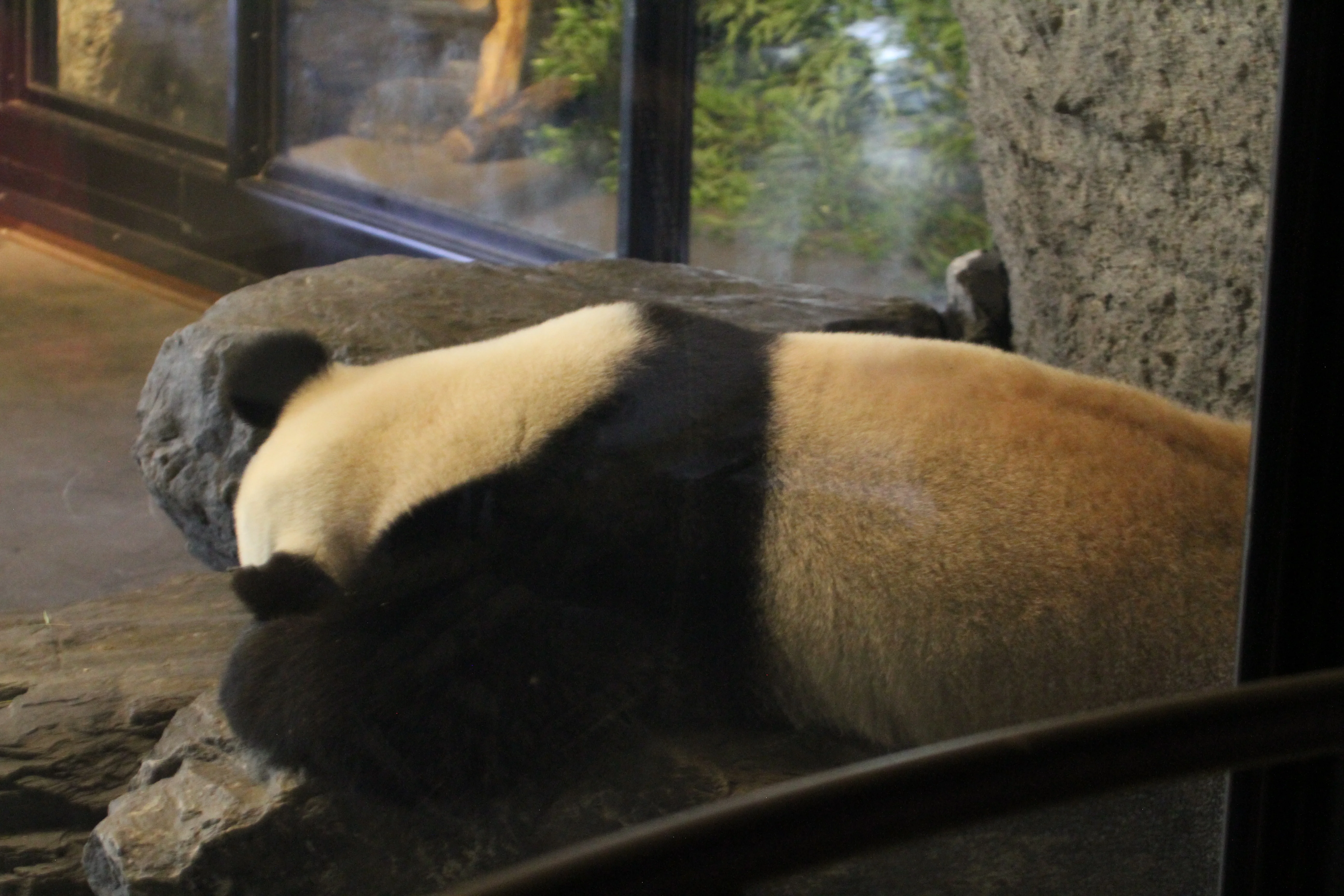 Pairi Daiza