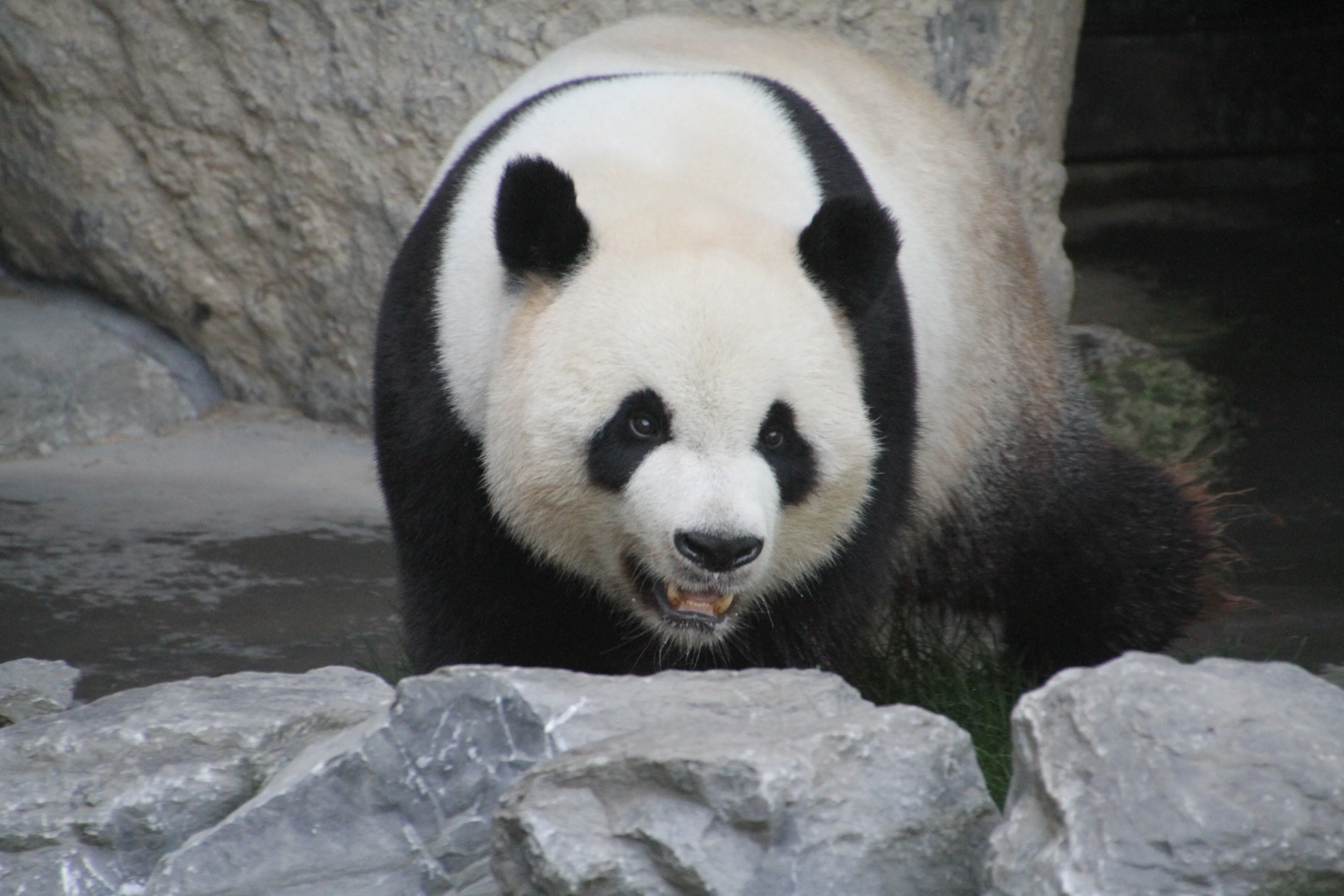 Pairi Daiza