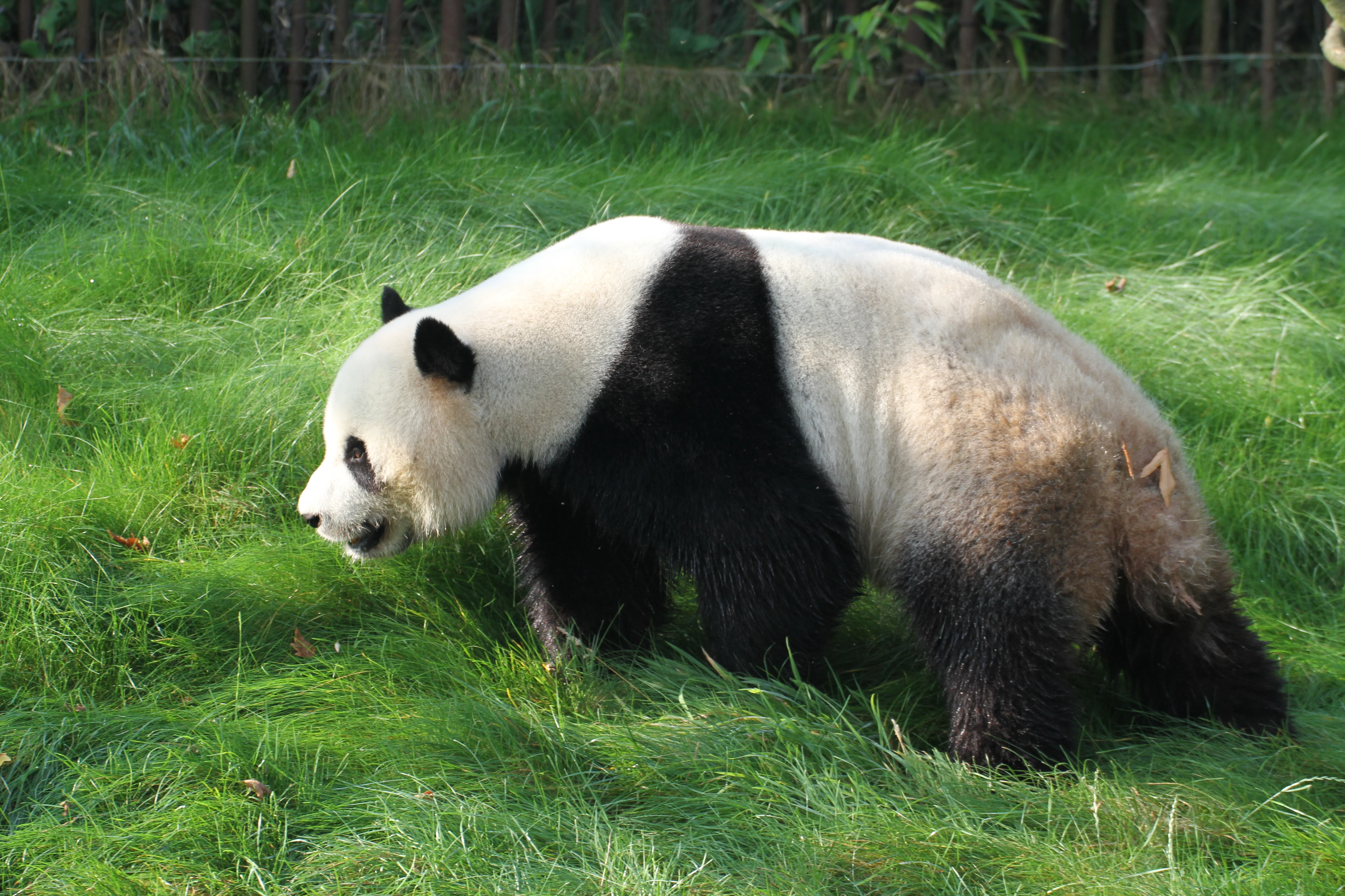 Pairi Daiza