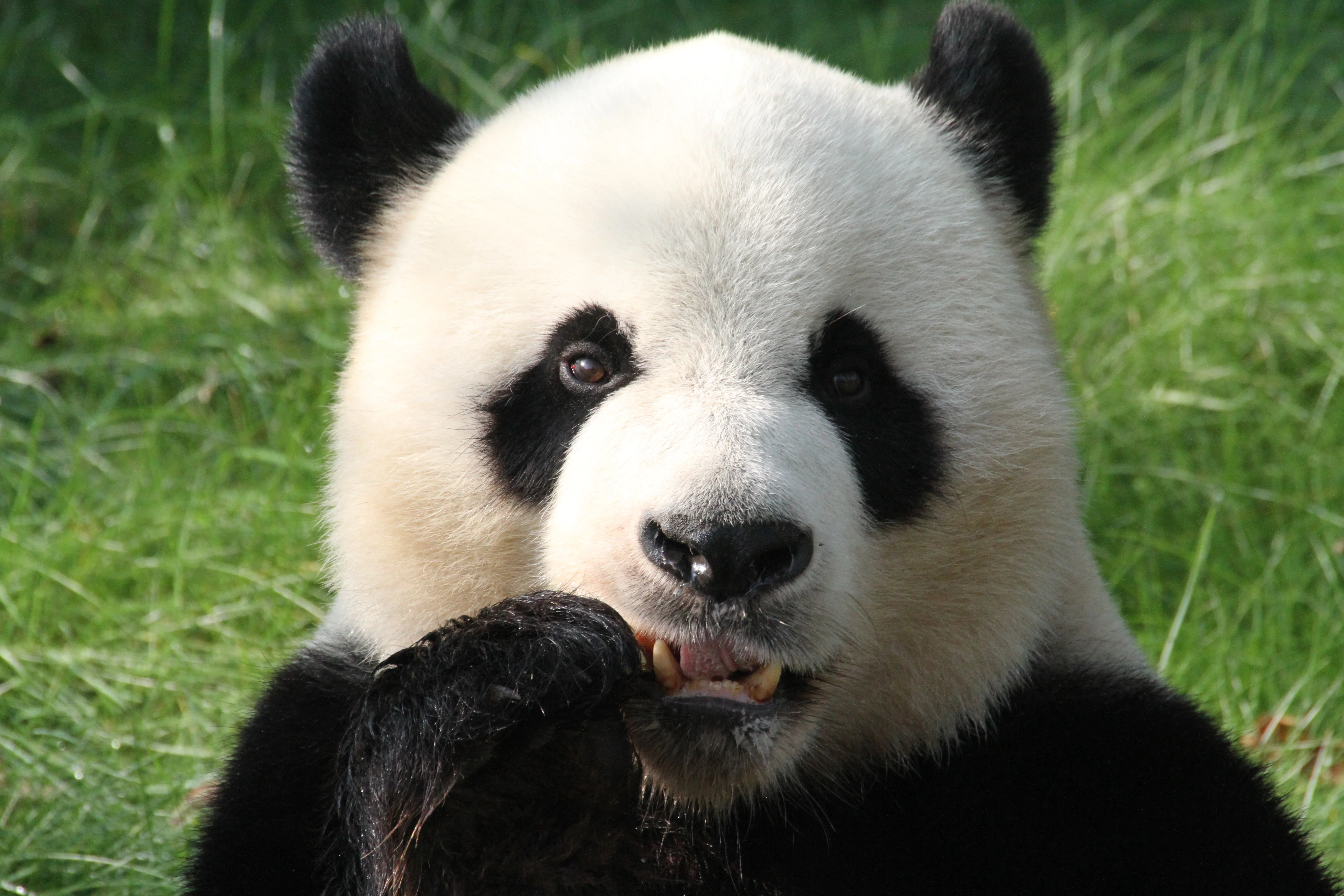 Pairi Daiza