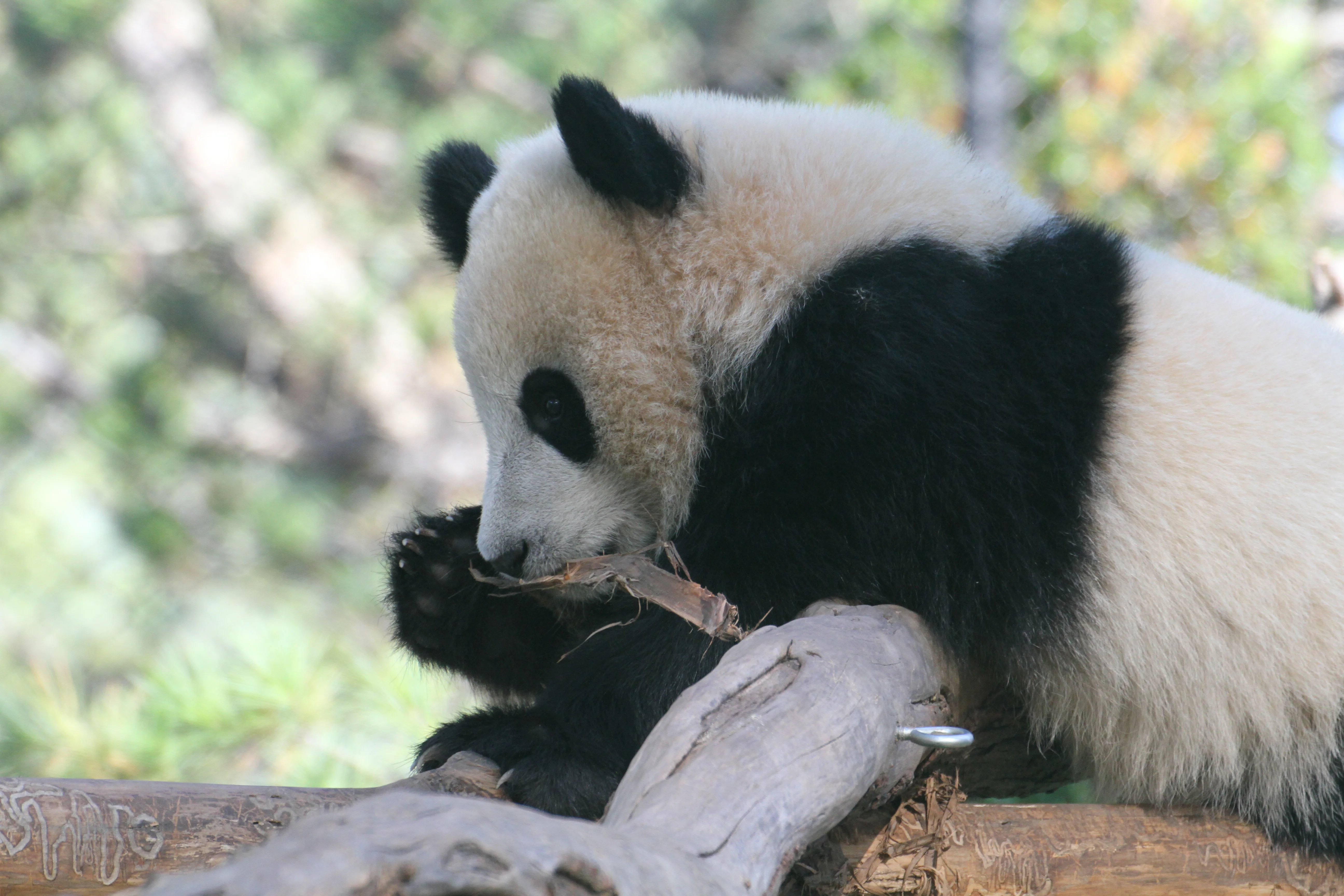 Toronto Zoo