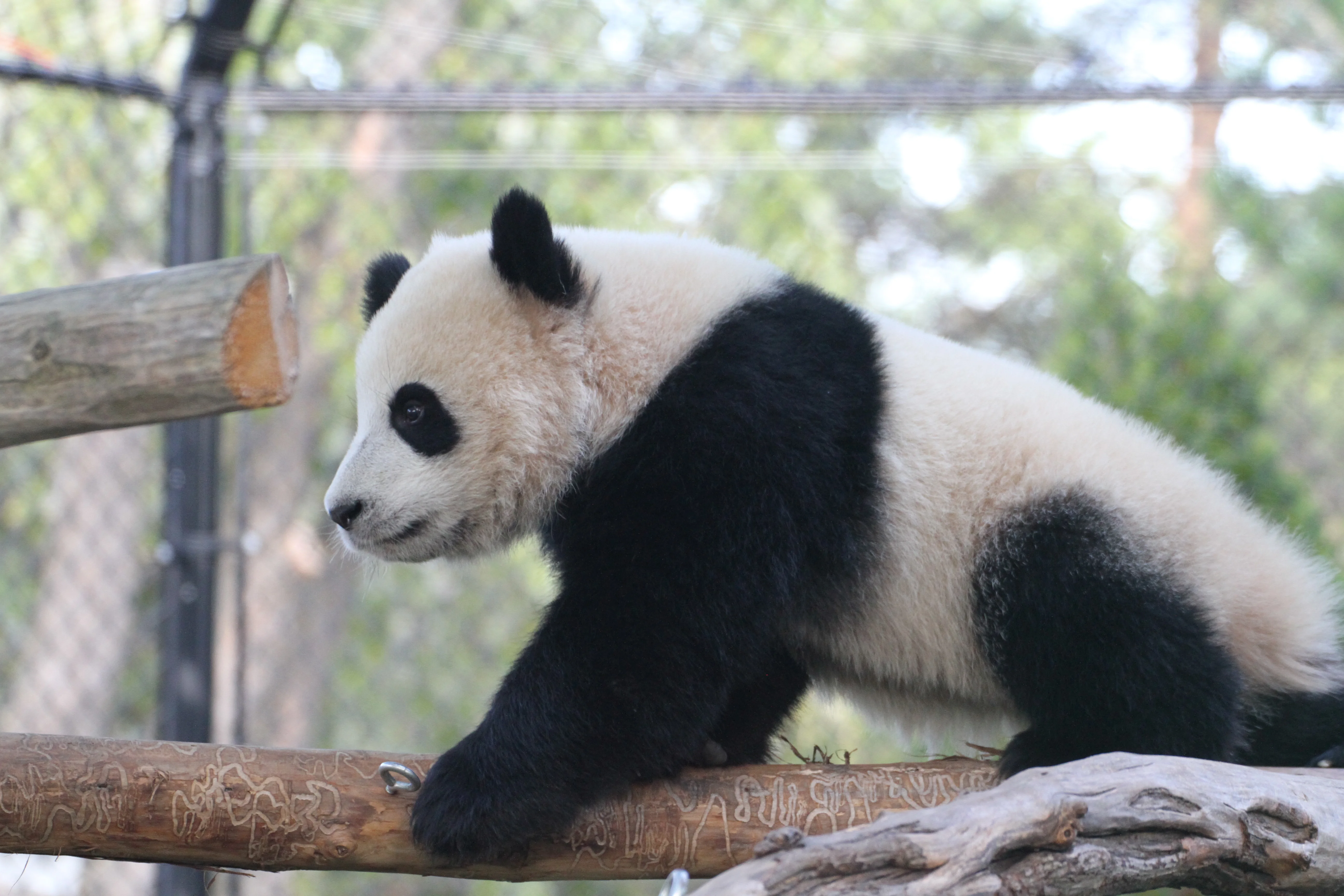 Toronto Zoo