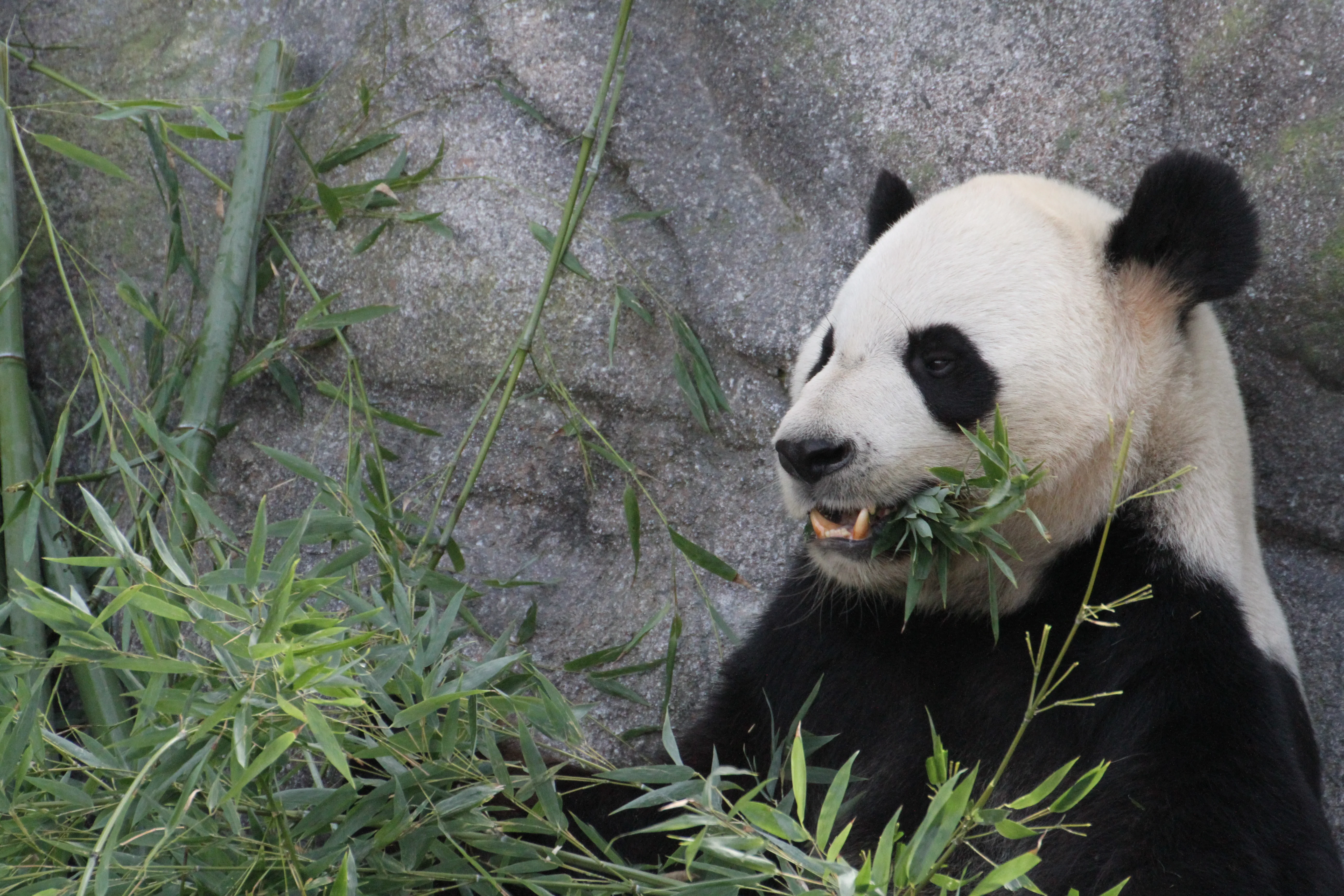 Toronto Zoo