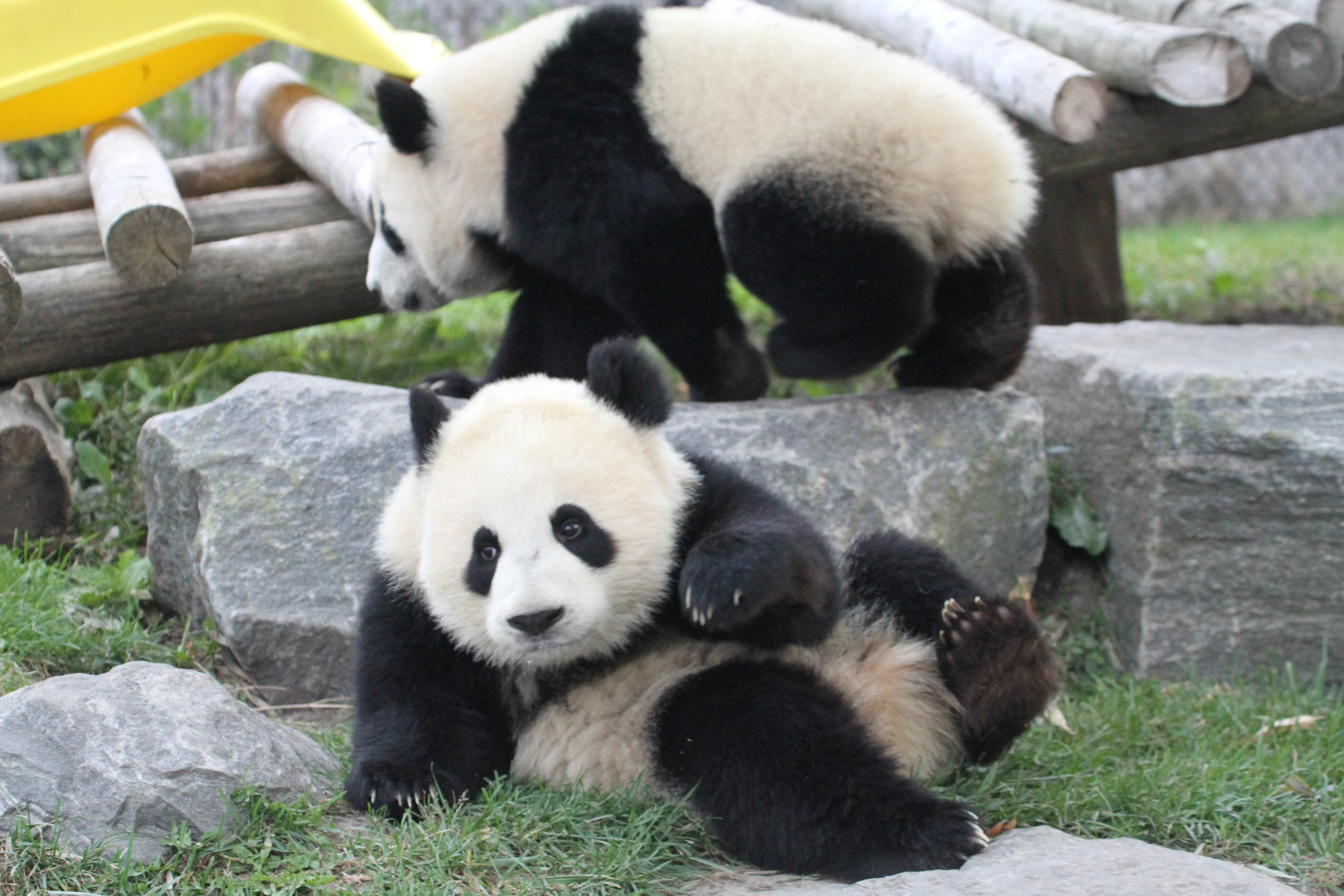 Toronto Zoo