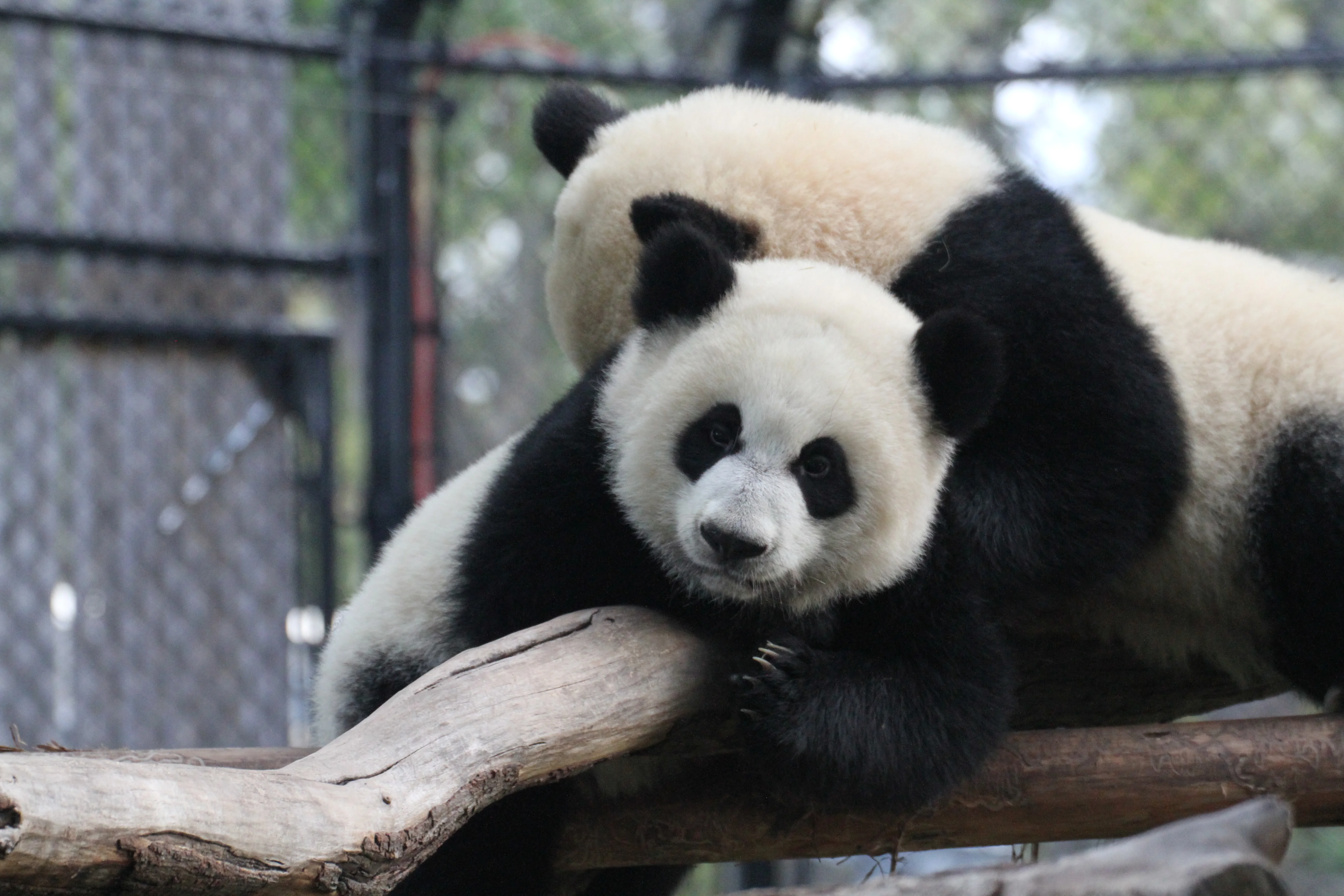 Toronto Zoo
