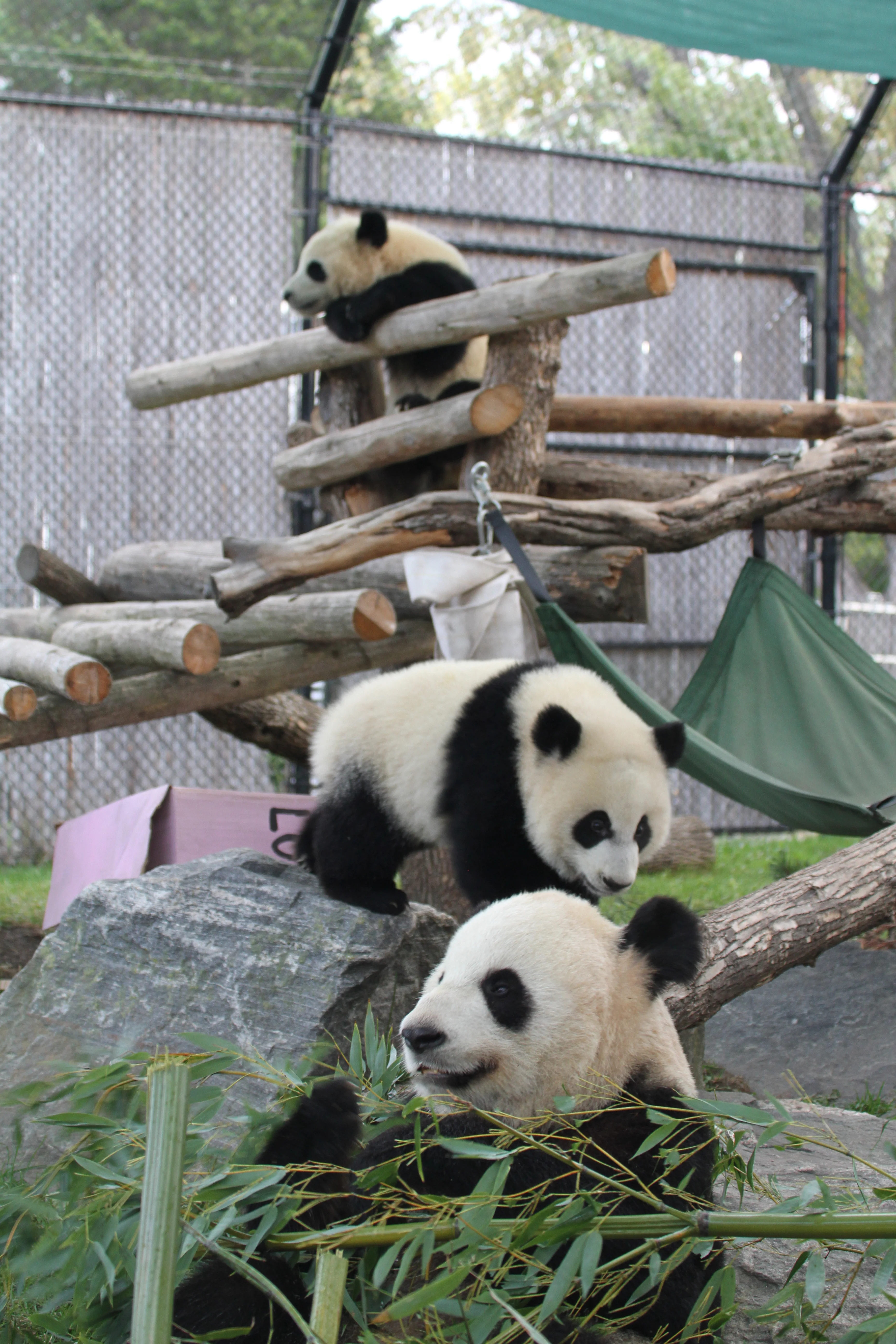 Toronto Zoo