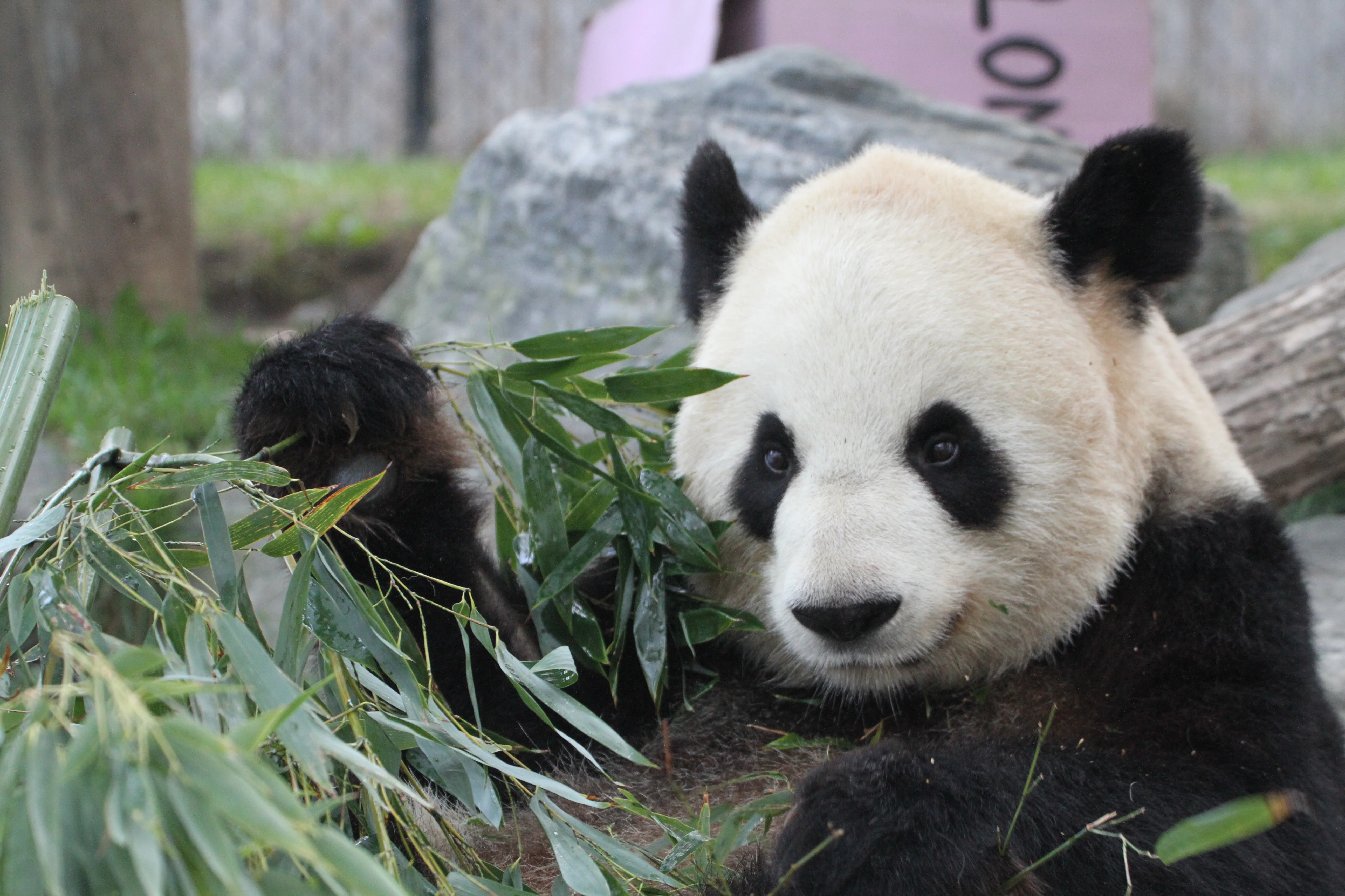 Toronto Zoo