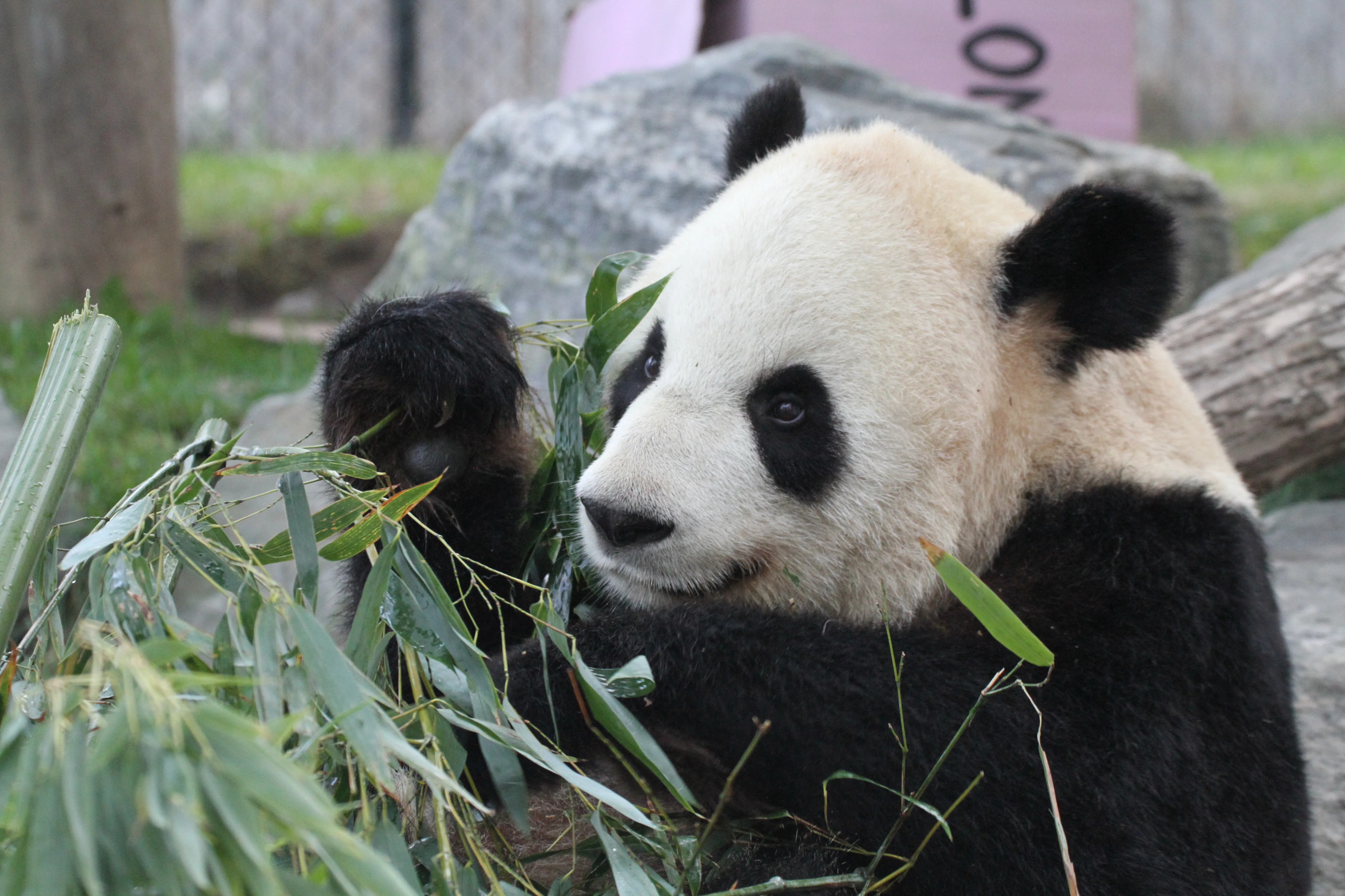 Toronto Zoo