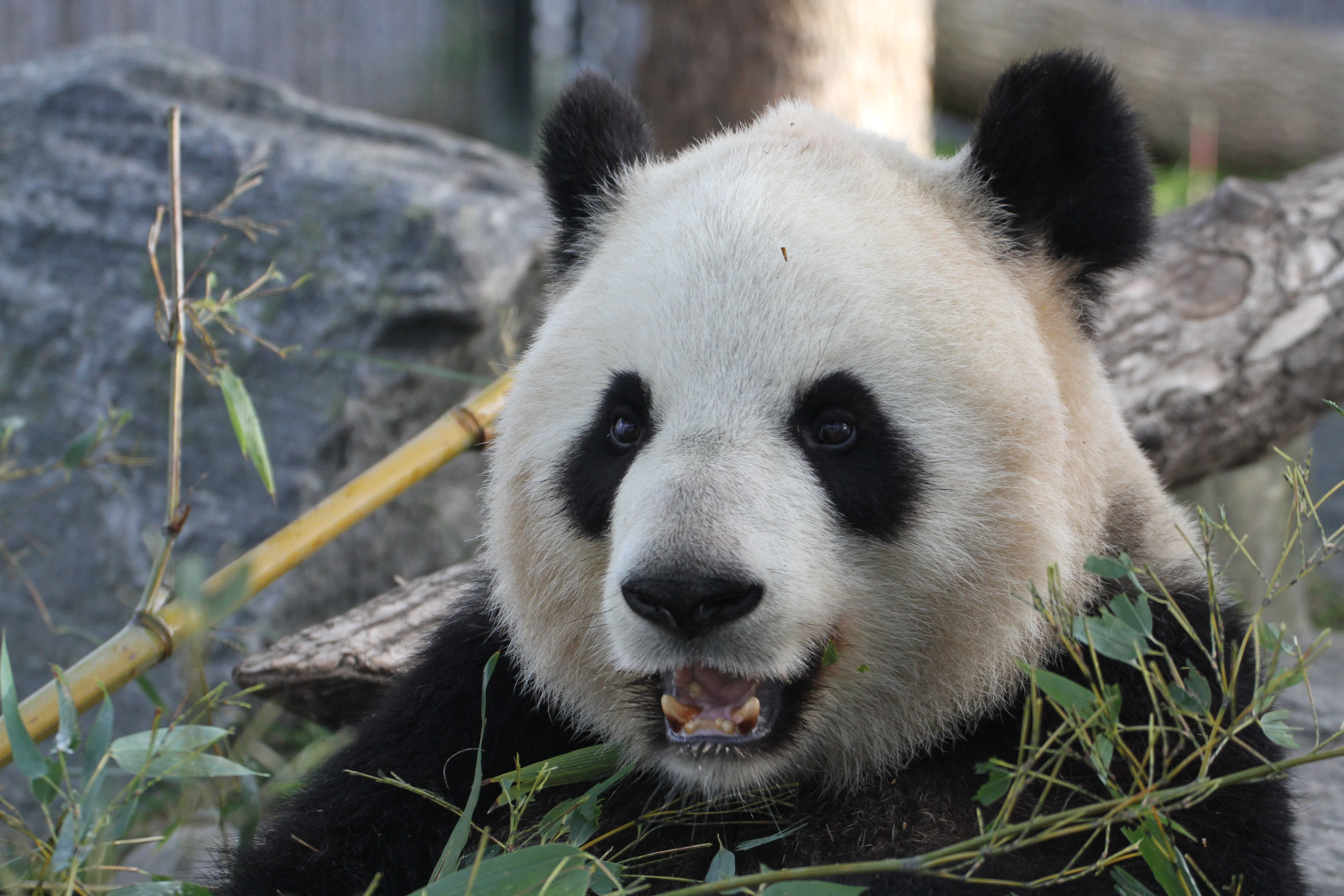Toronto Zoo
