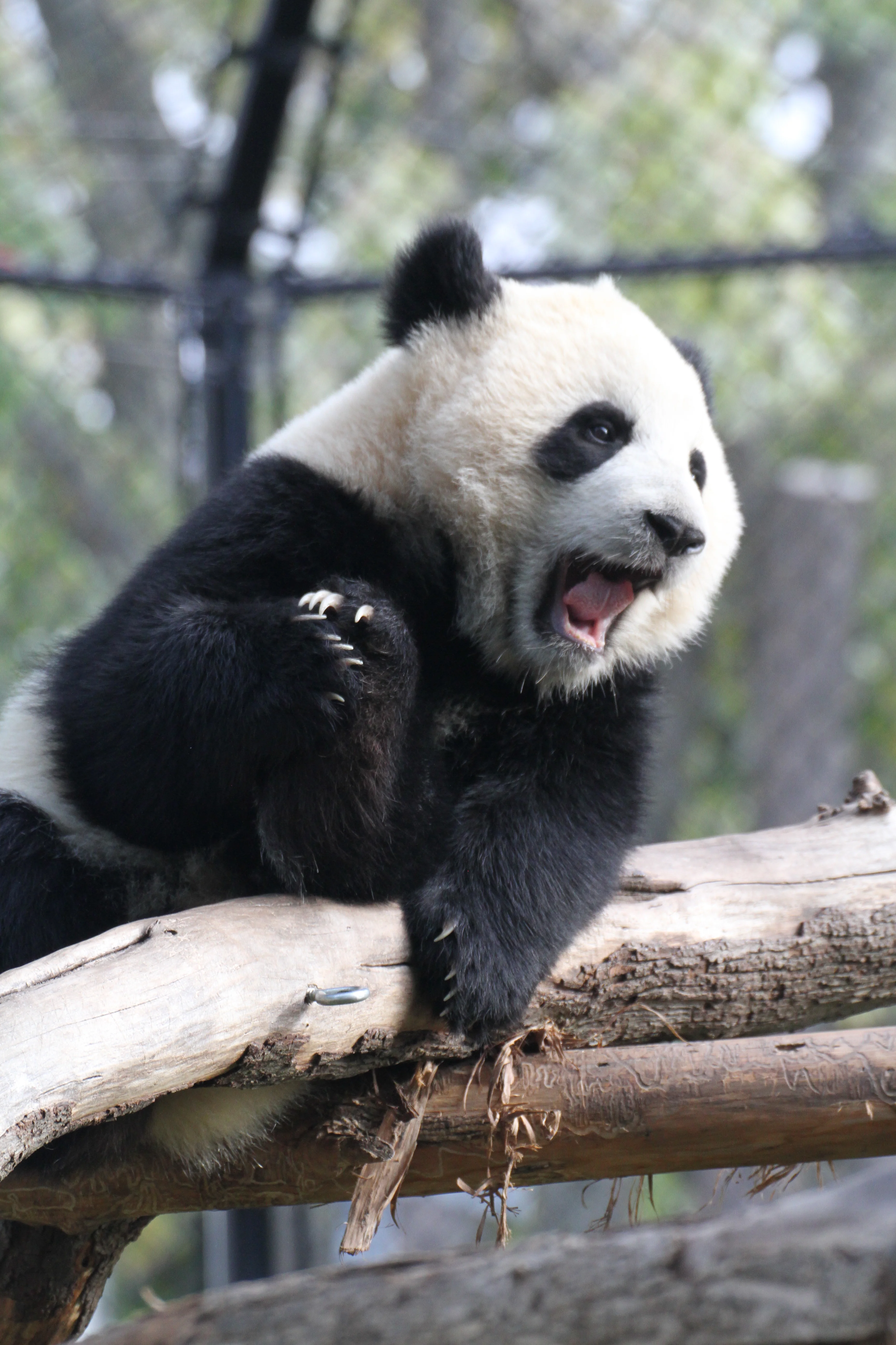Toronto Zoo