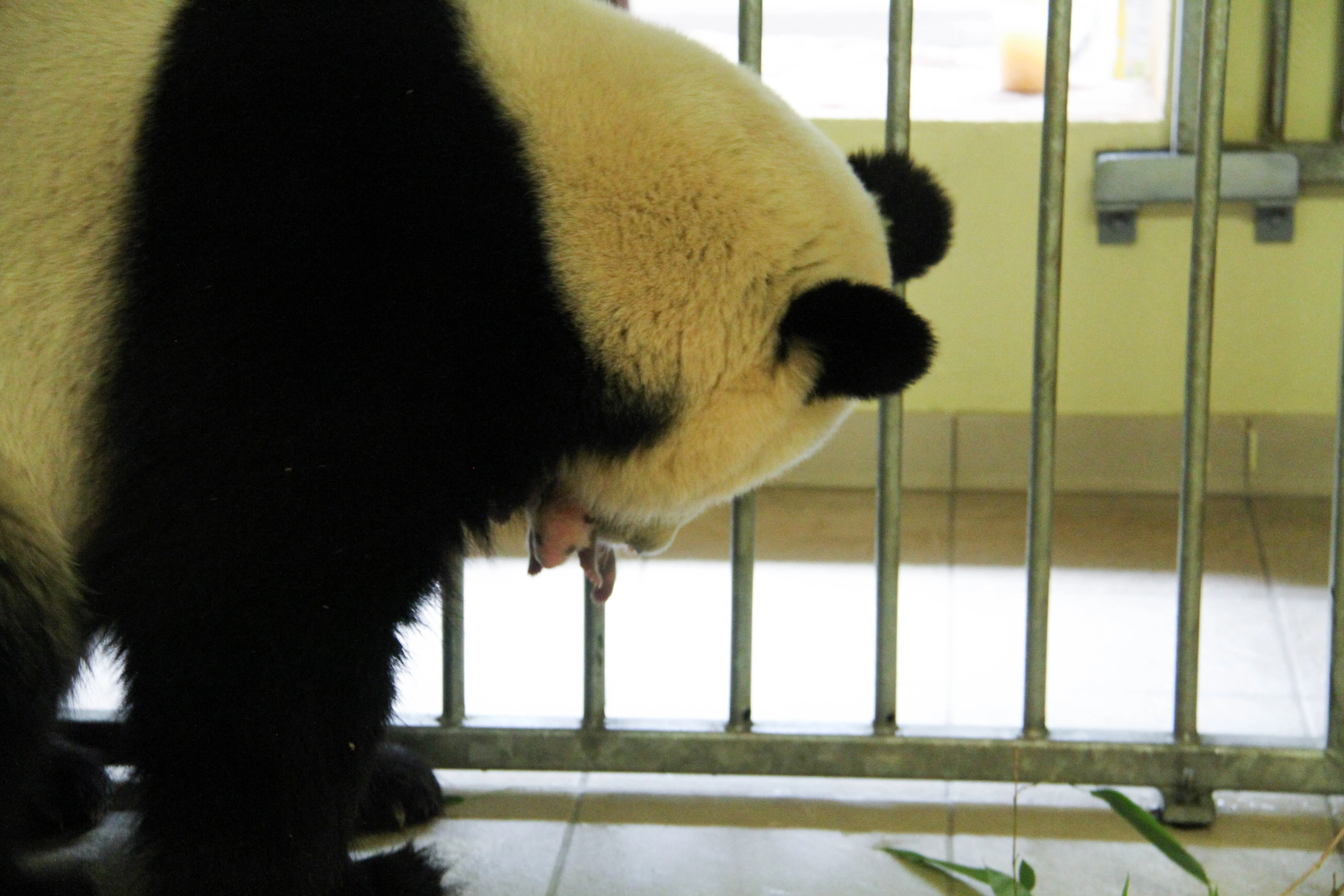 ZooParc de Beauval
