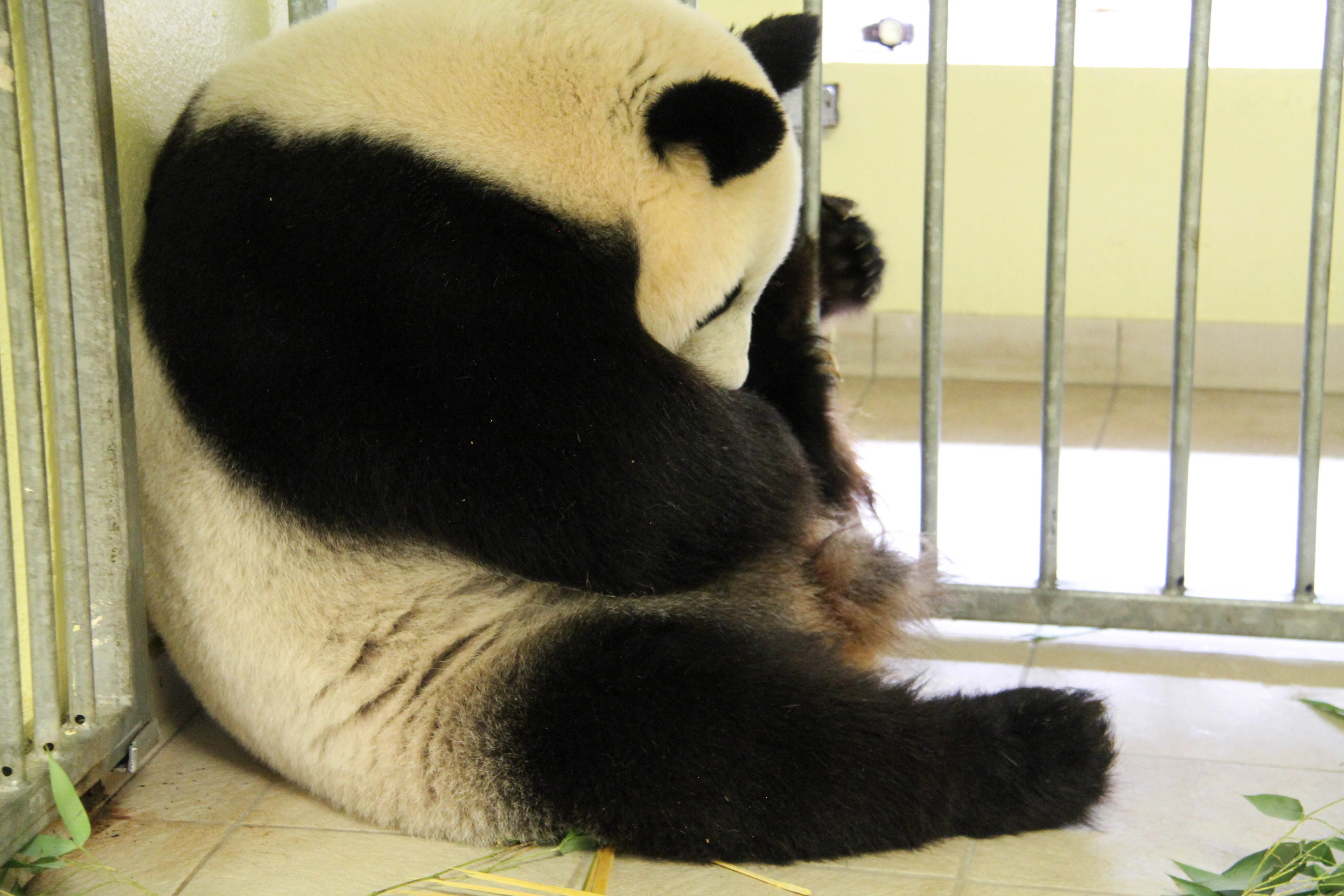 ZooParc de Beauval