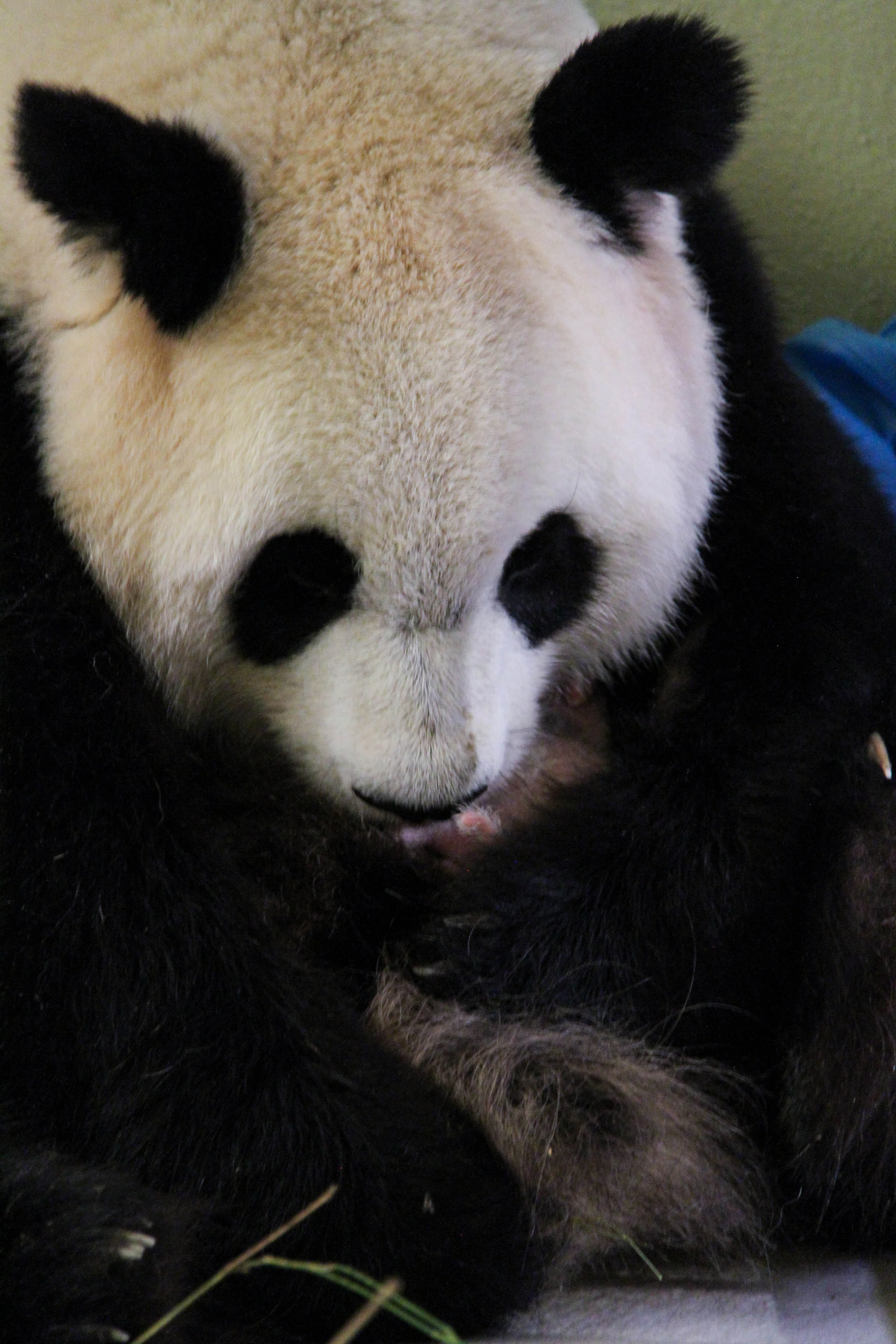 ZooParc de Beauval