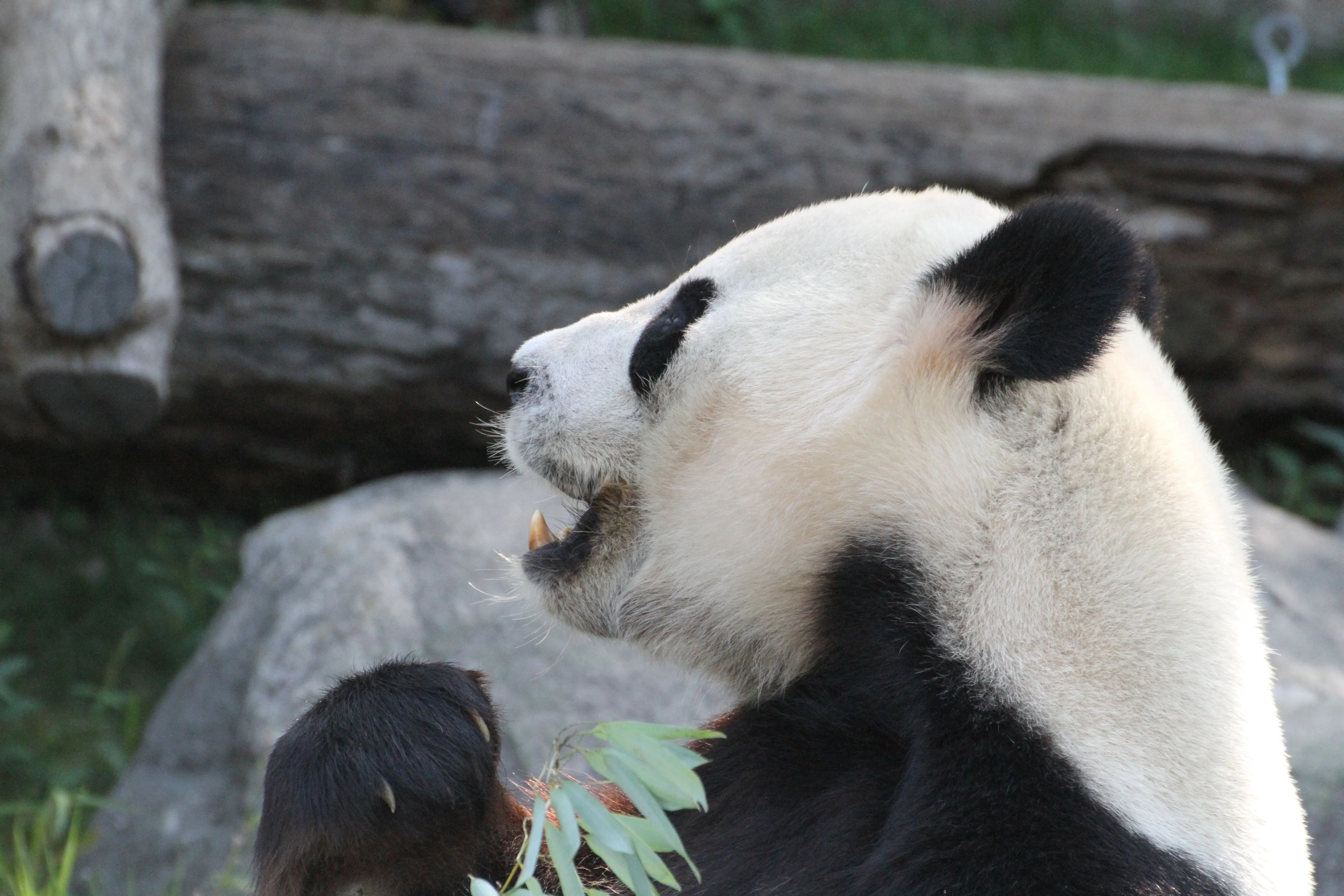 Toronto Zoo