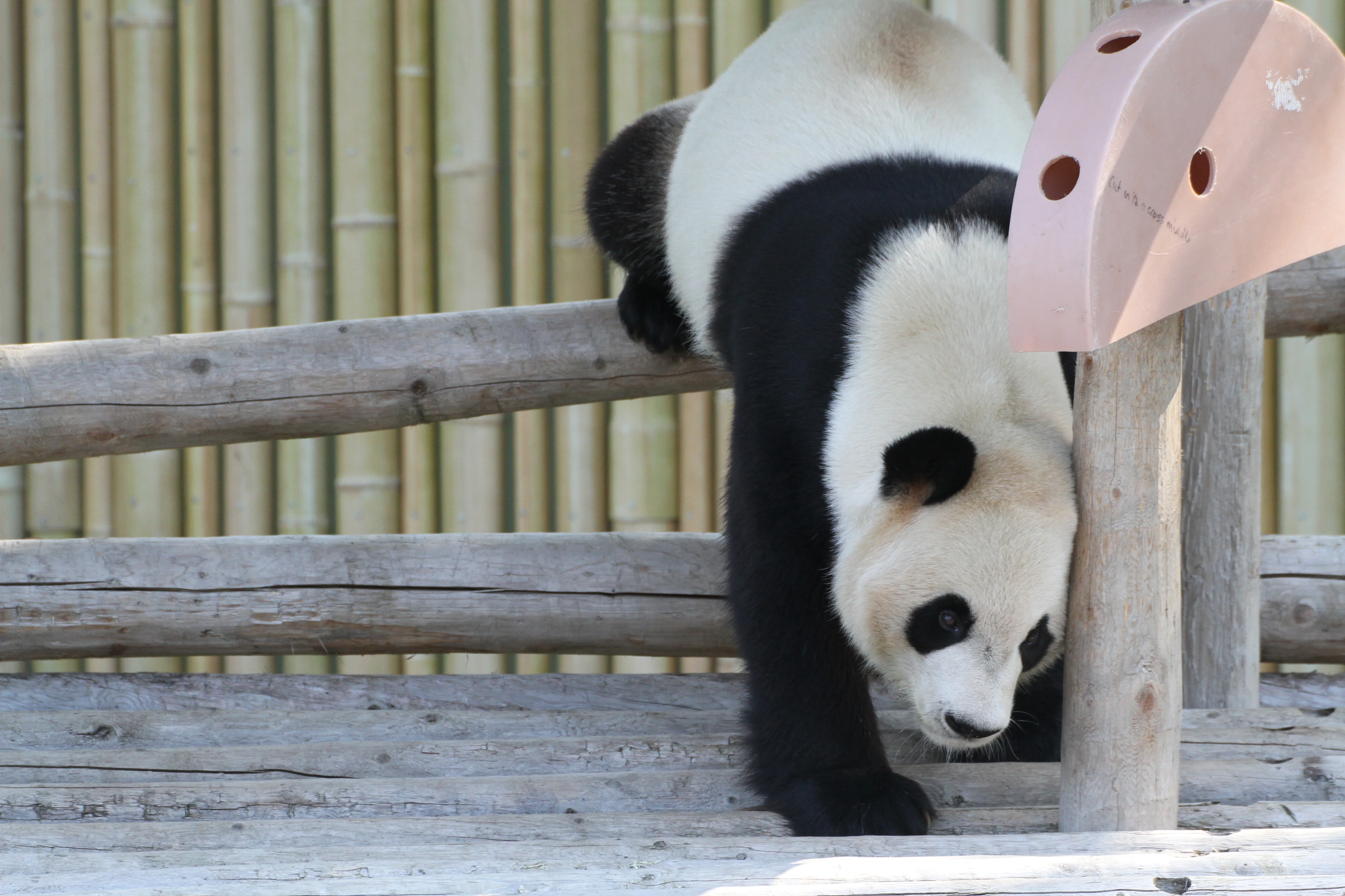 Toronto Zoo