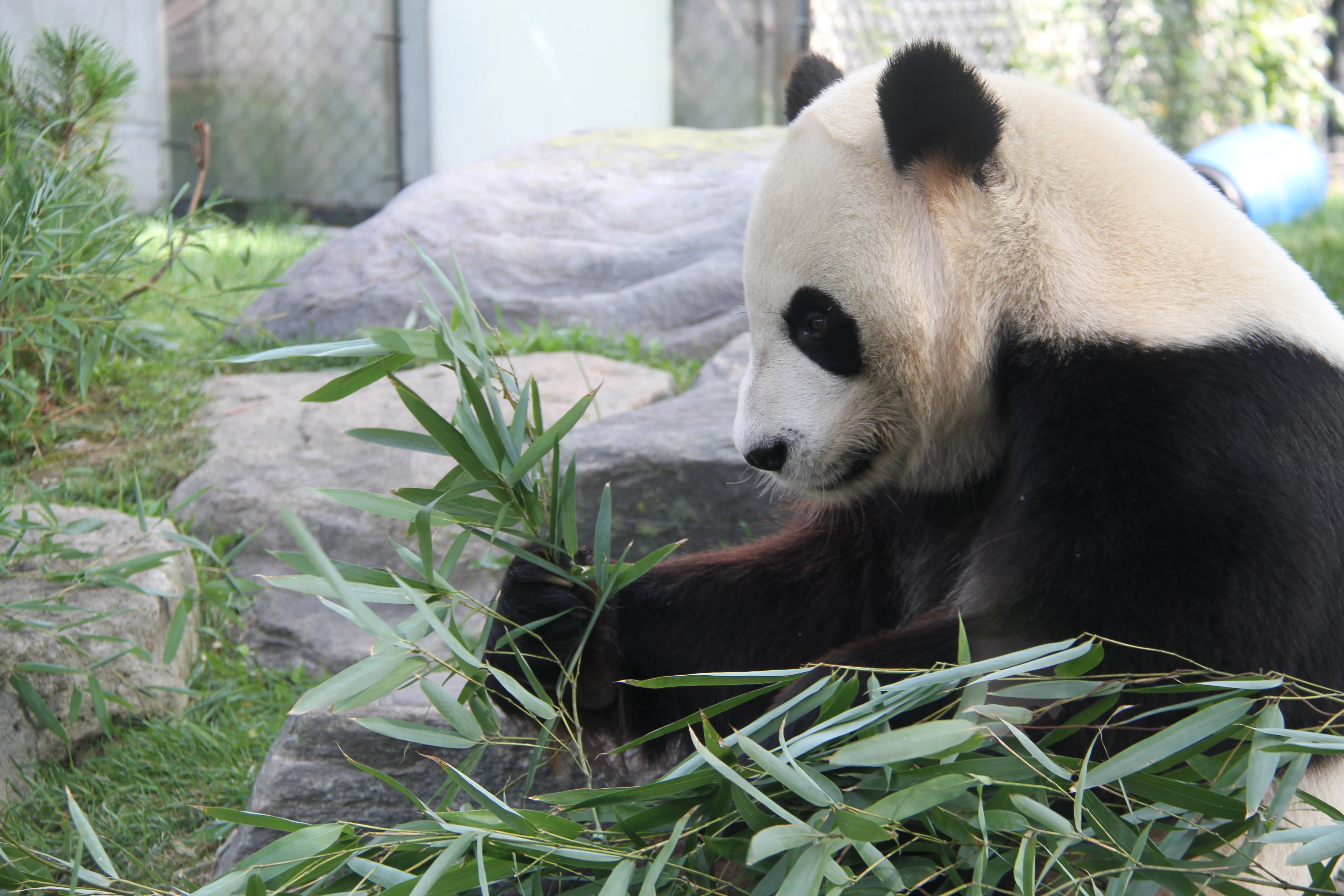 Toronto Zoo
