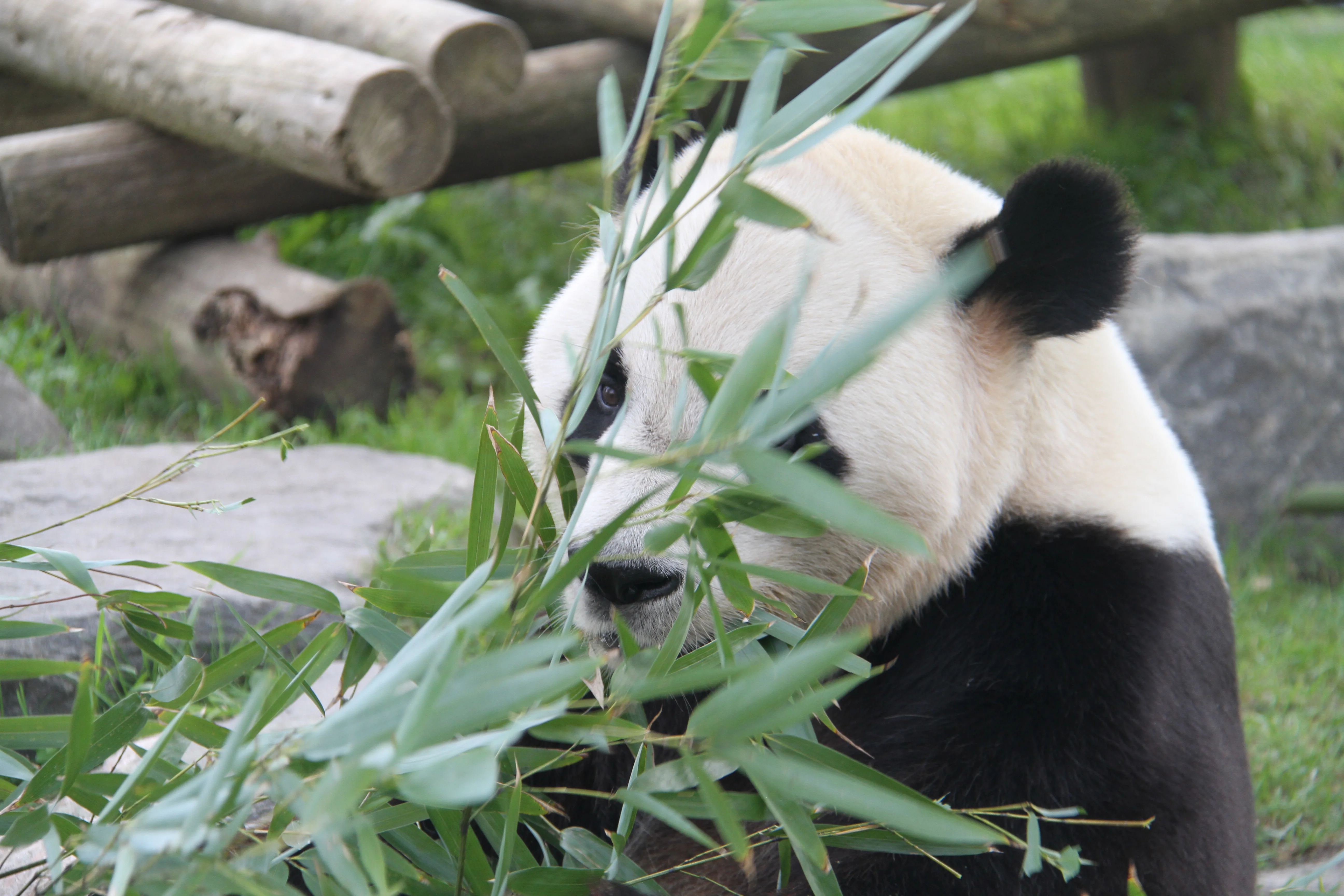 Toronto Zoo