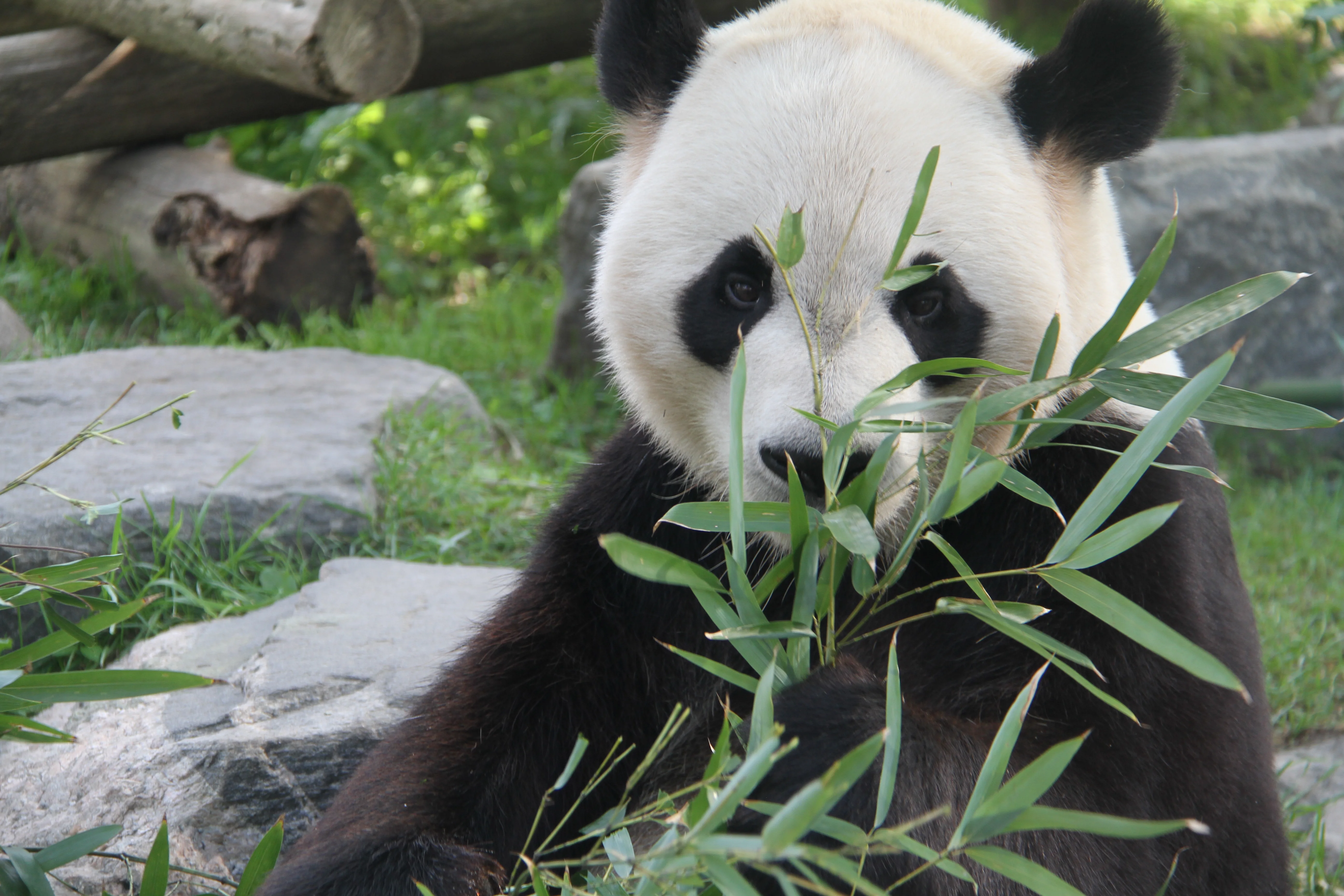 Toronto Zoo