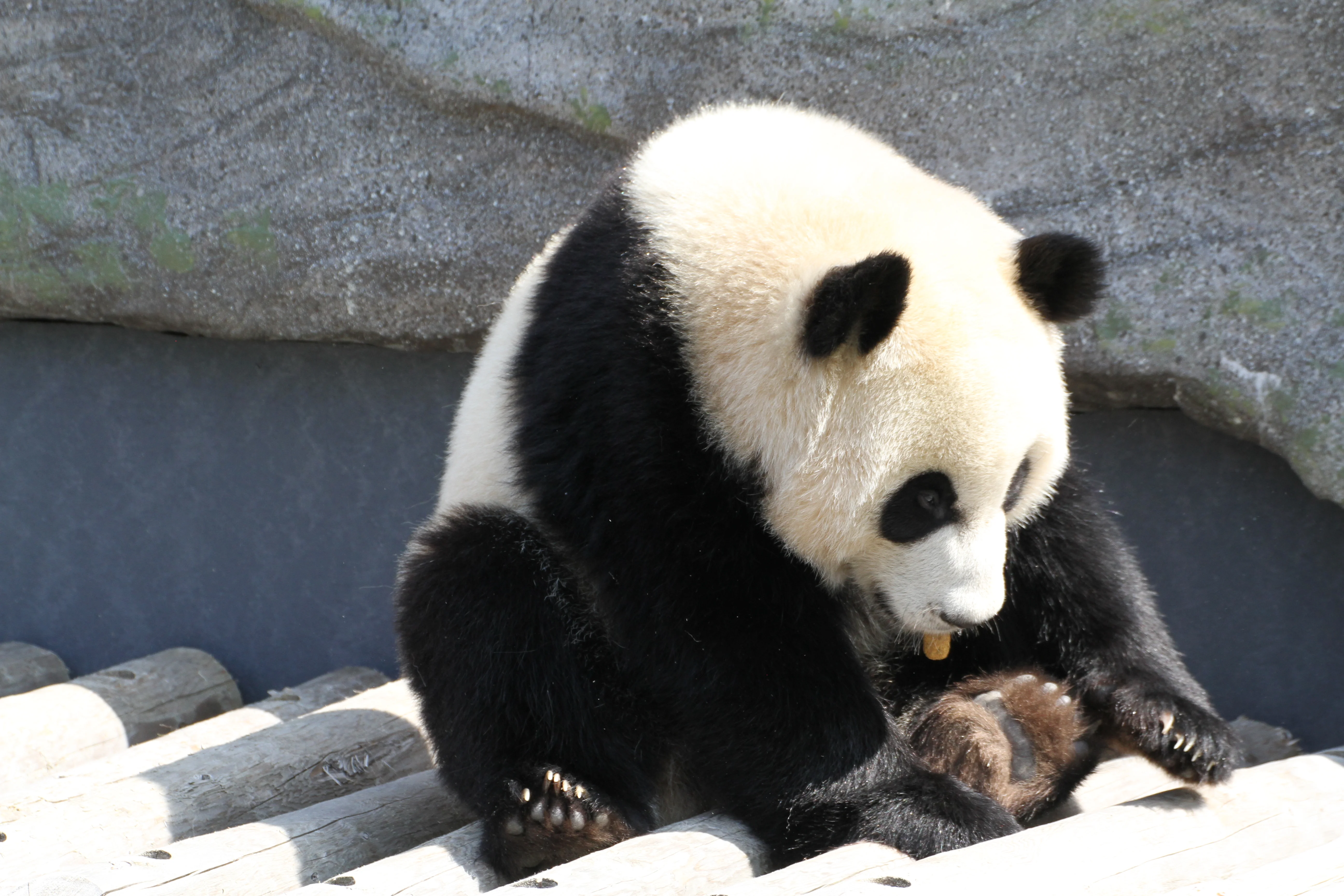 Toronto Zoo