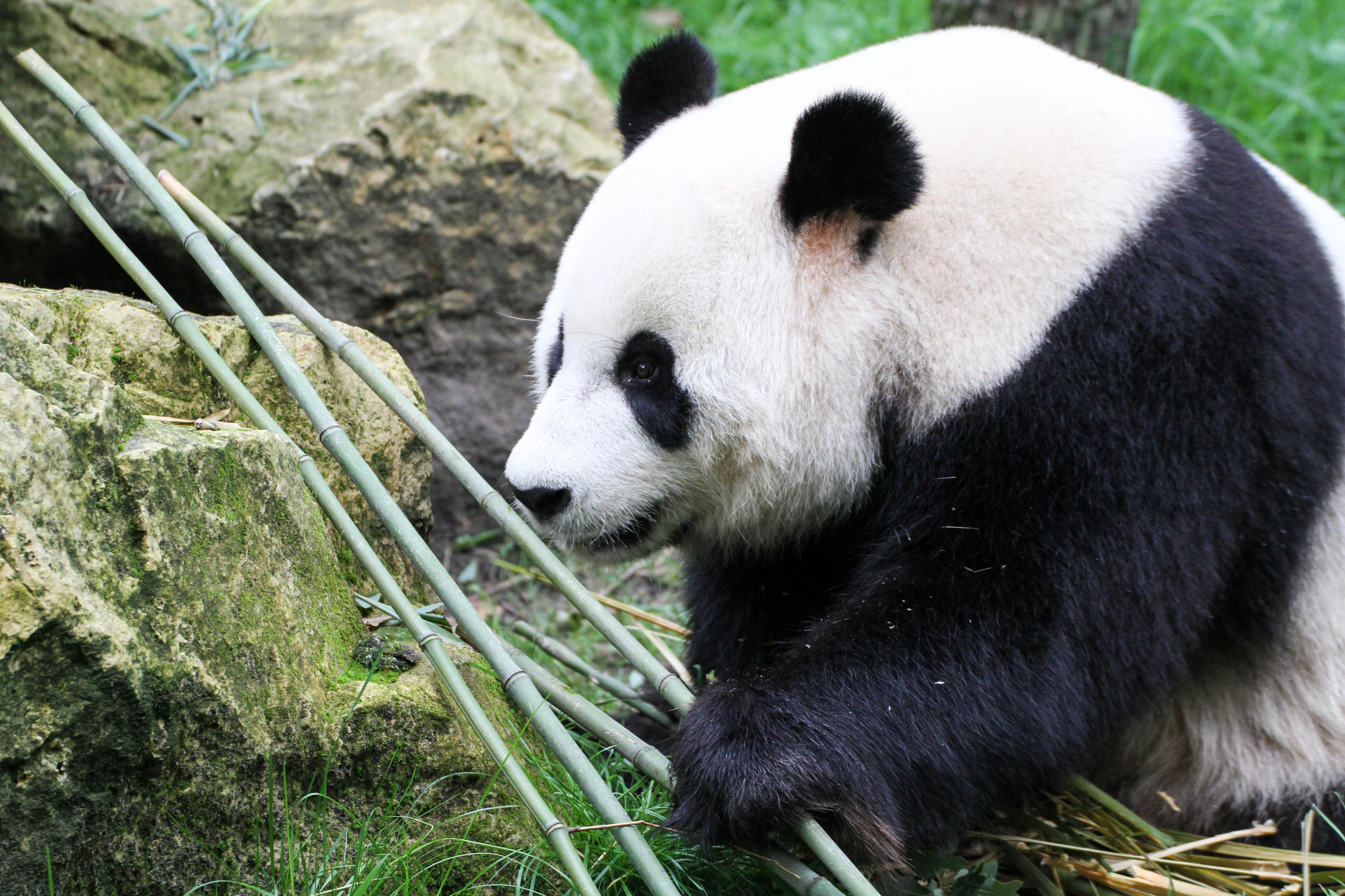 Ouwehands Dierenpark Rhenen