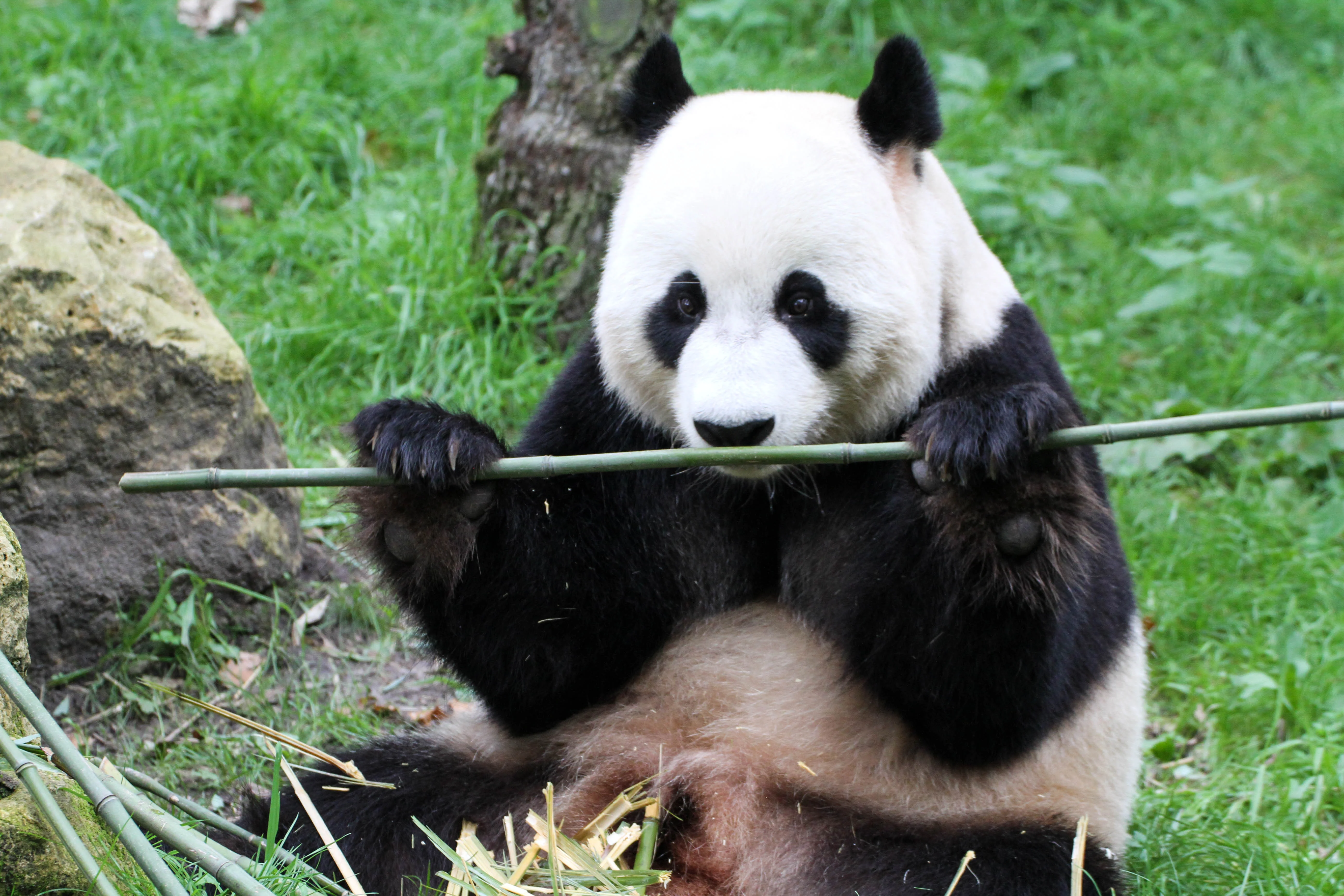 Ouwehands Dierenpark Rhenen