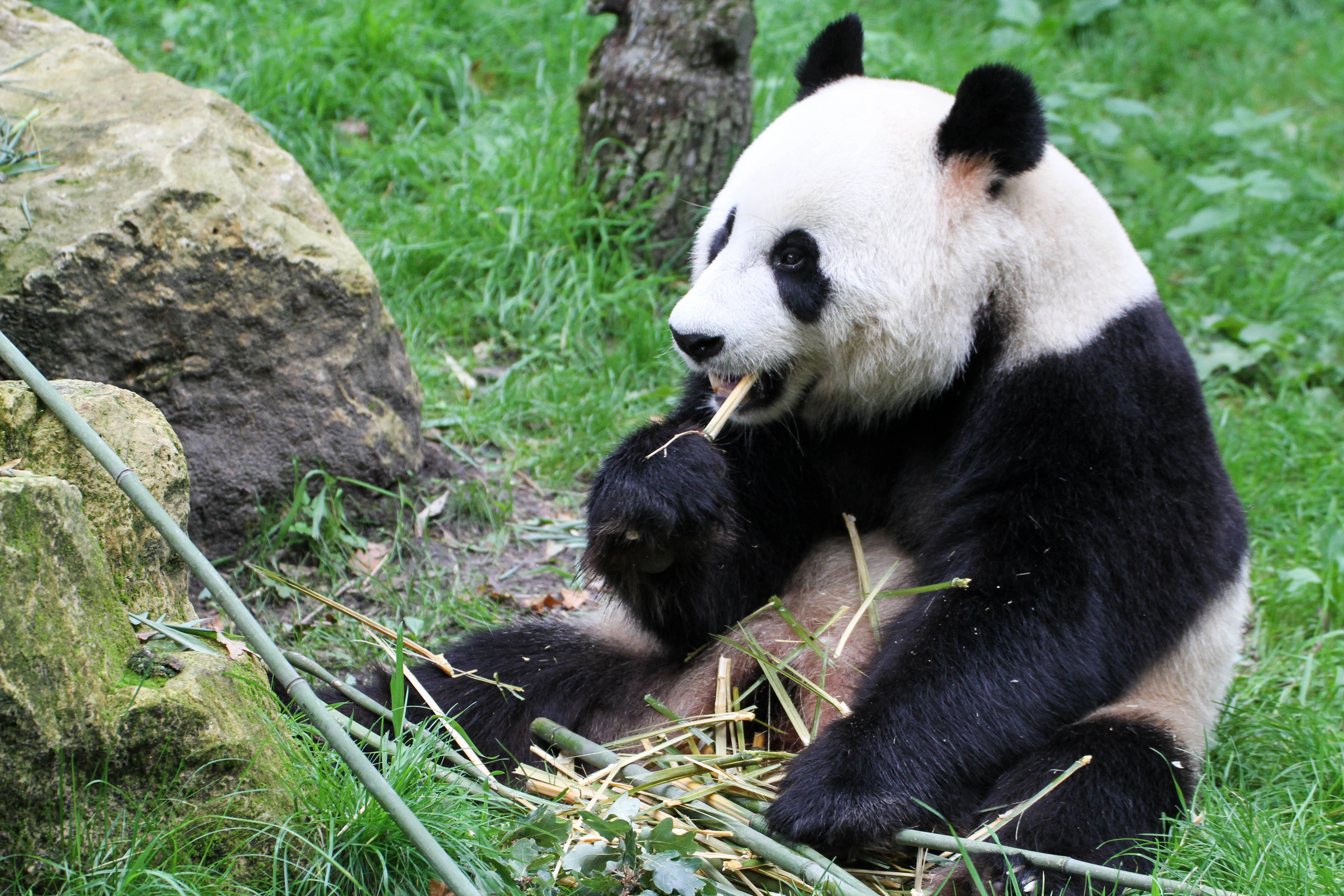 Ouwehands Dierenpark Rhenen