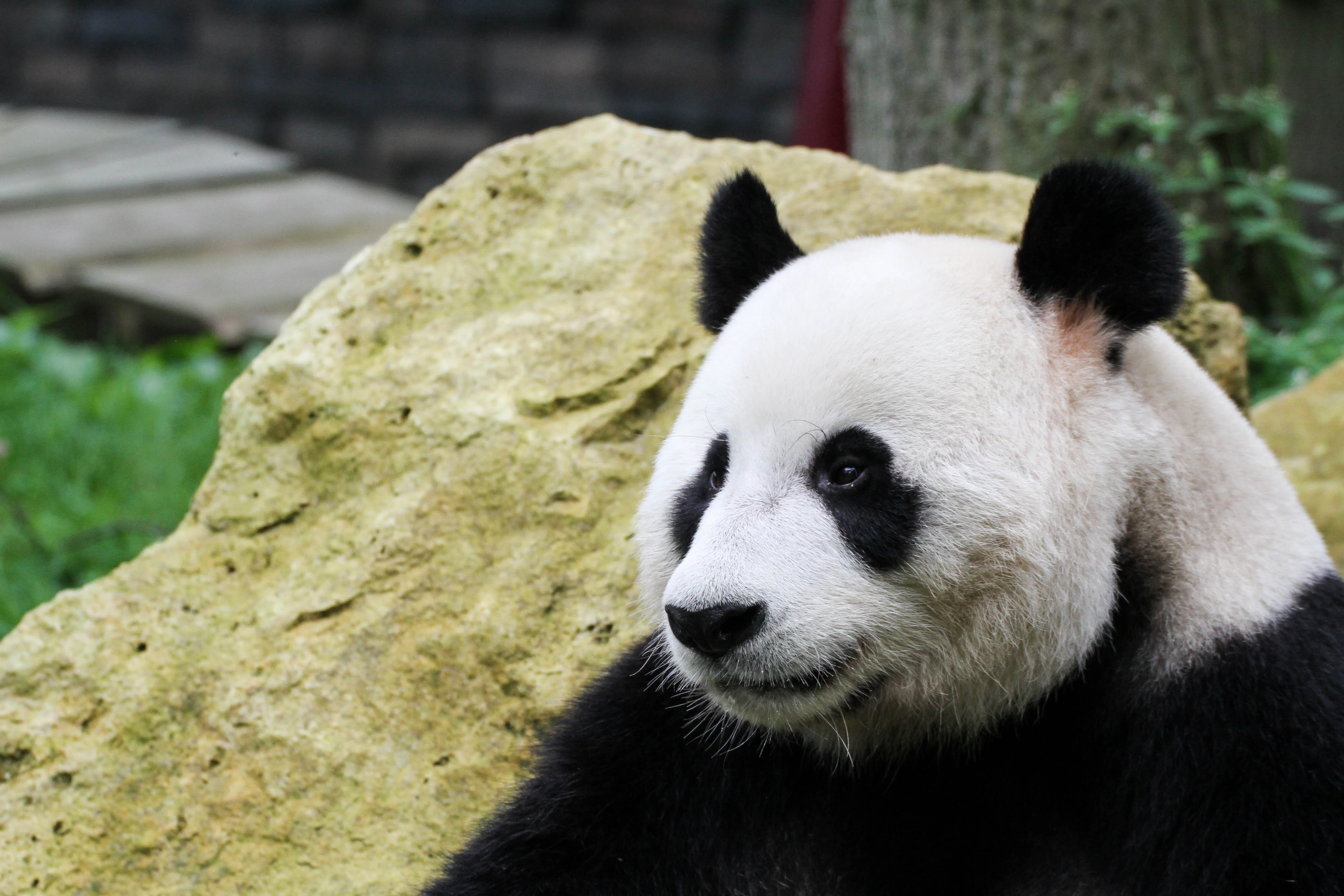 Ouwehands Dierenpark Rhenen