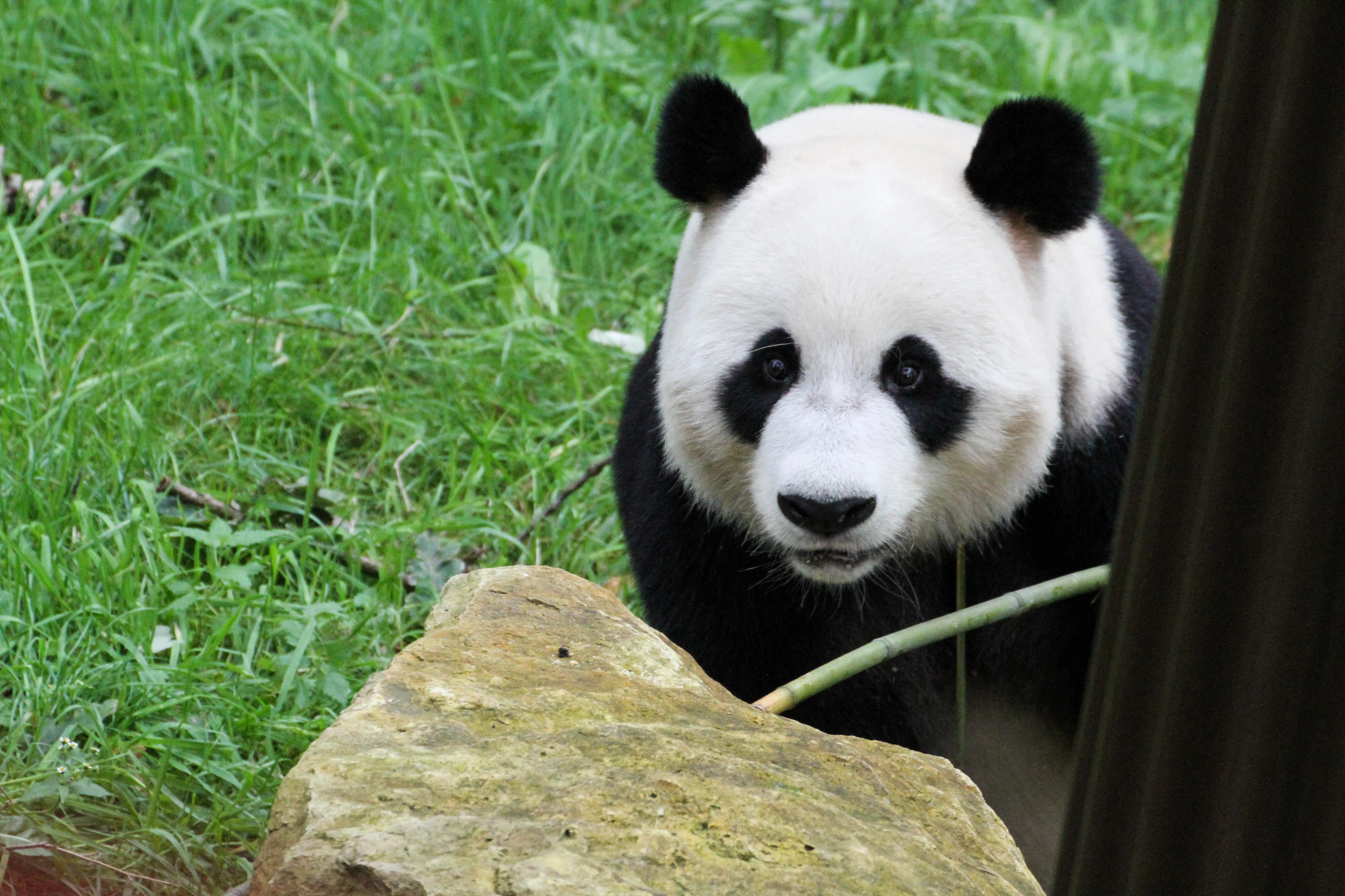 Ouwehands Dierenpark Rhenen