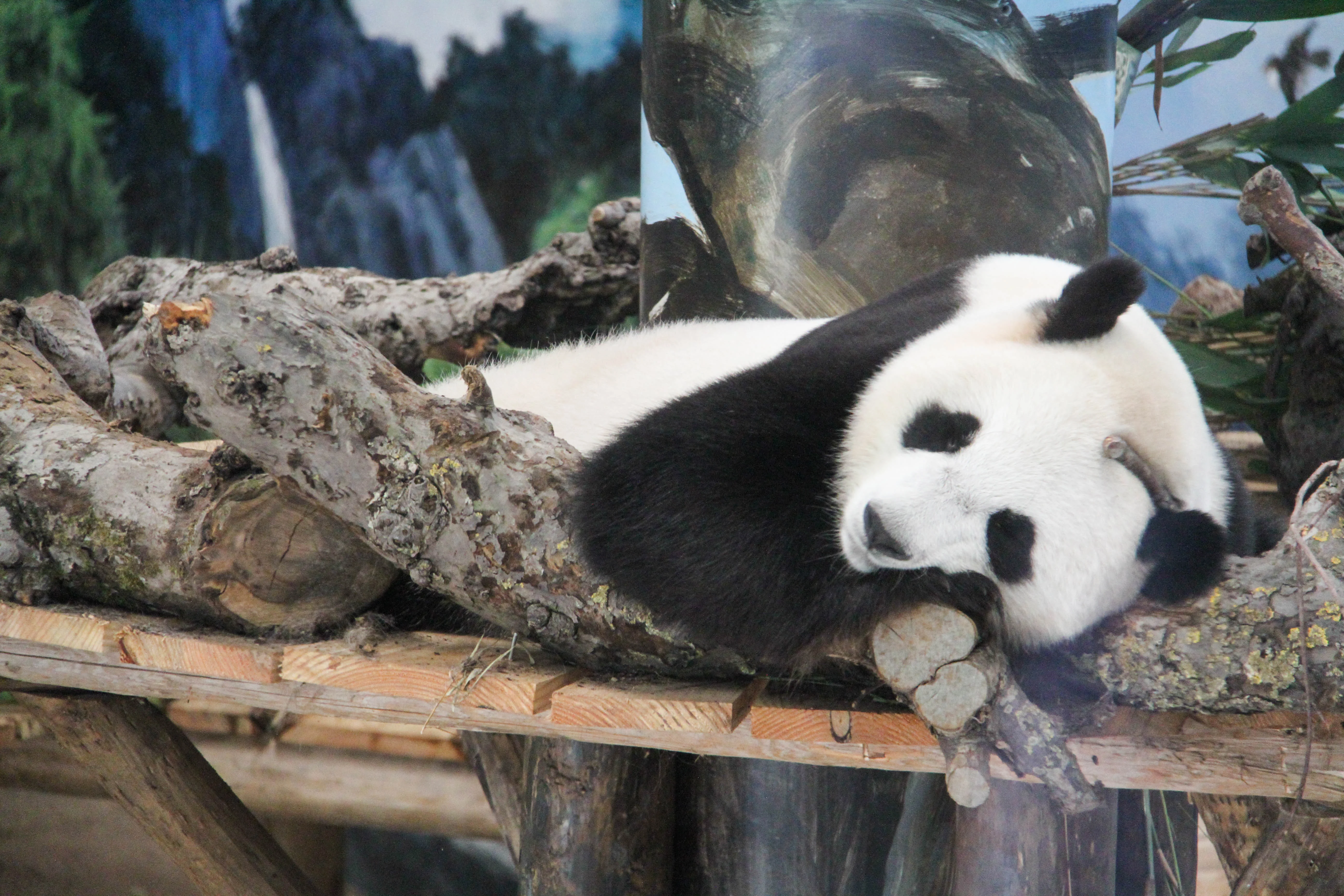 Ouwehands Dierenpark Rhenen