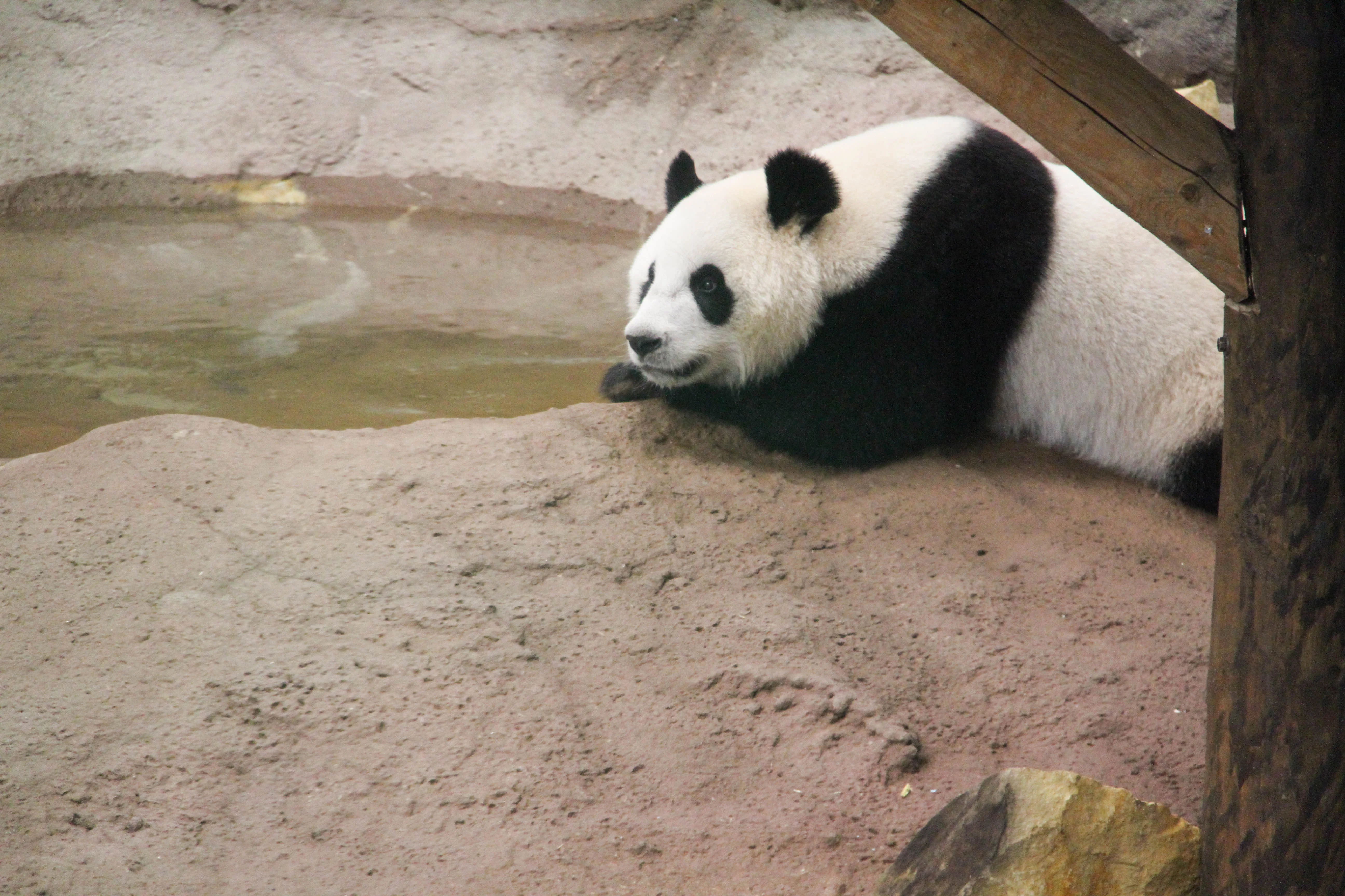 Ouwehands Dierenpark Rhenen