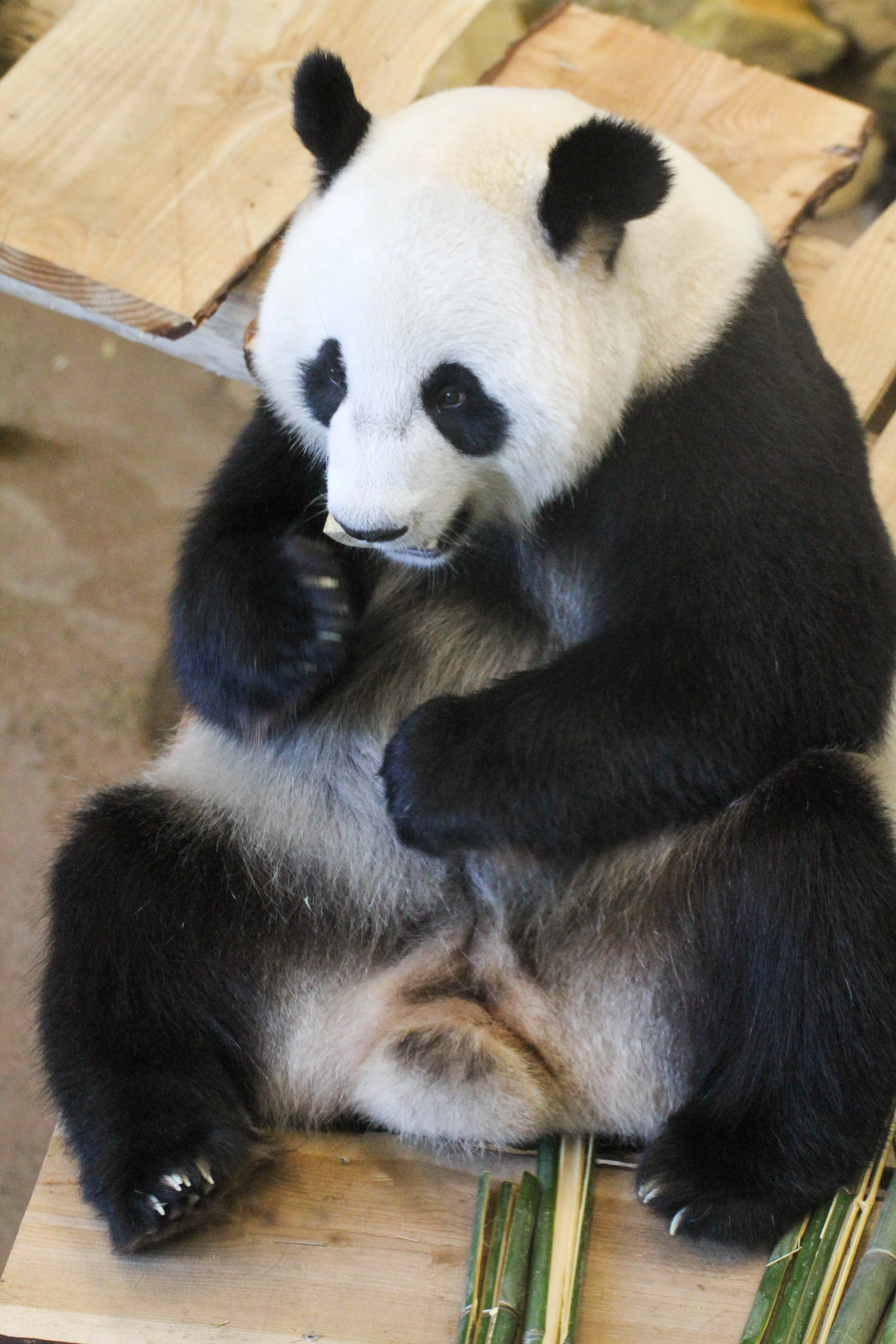 Ouwehands Dierenpark Rhenen