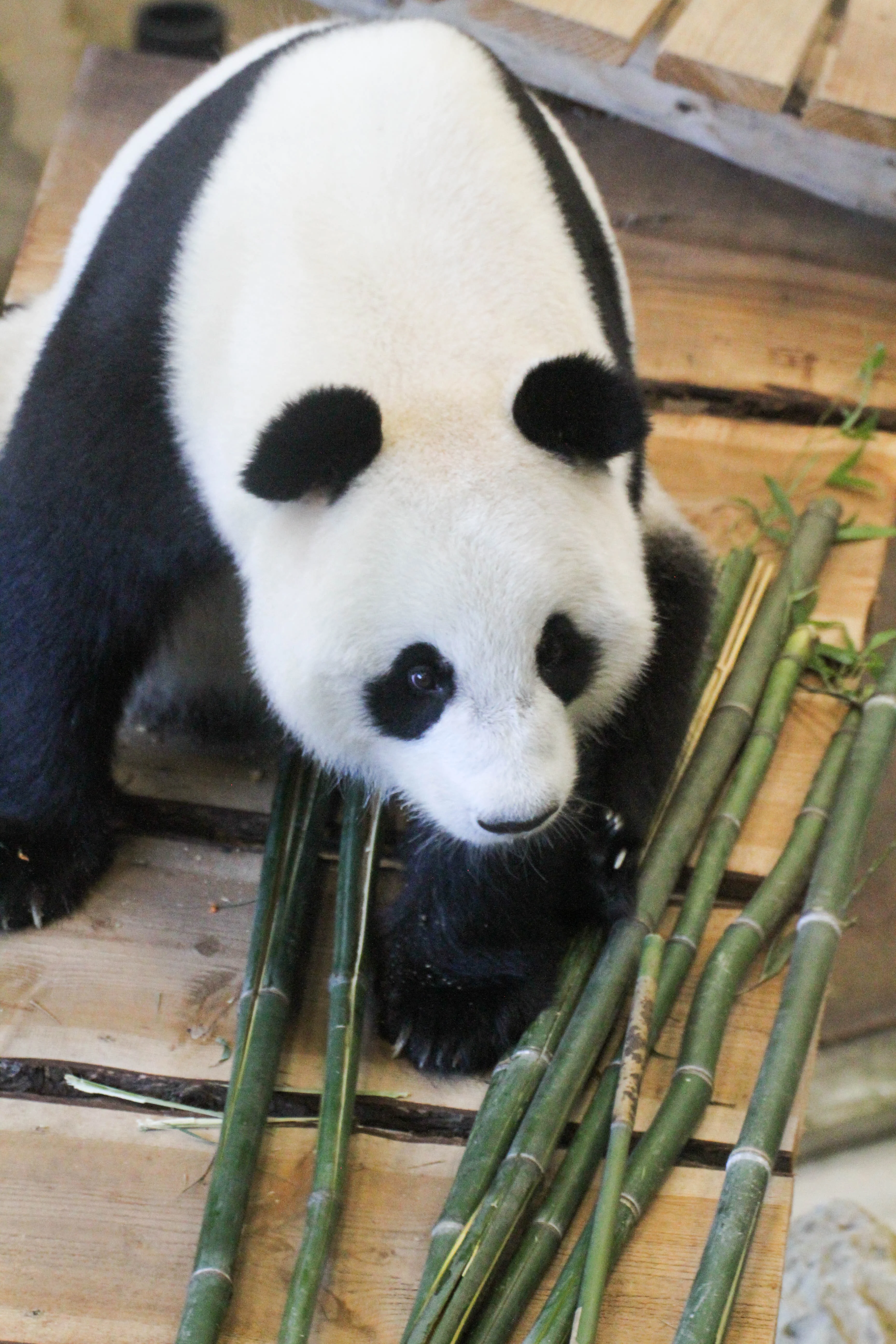 Ouwehands Dierenpark Rhenen