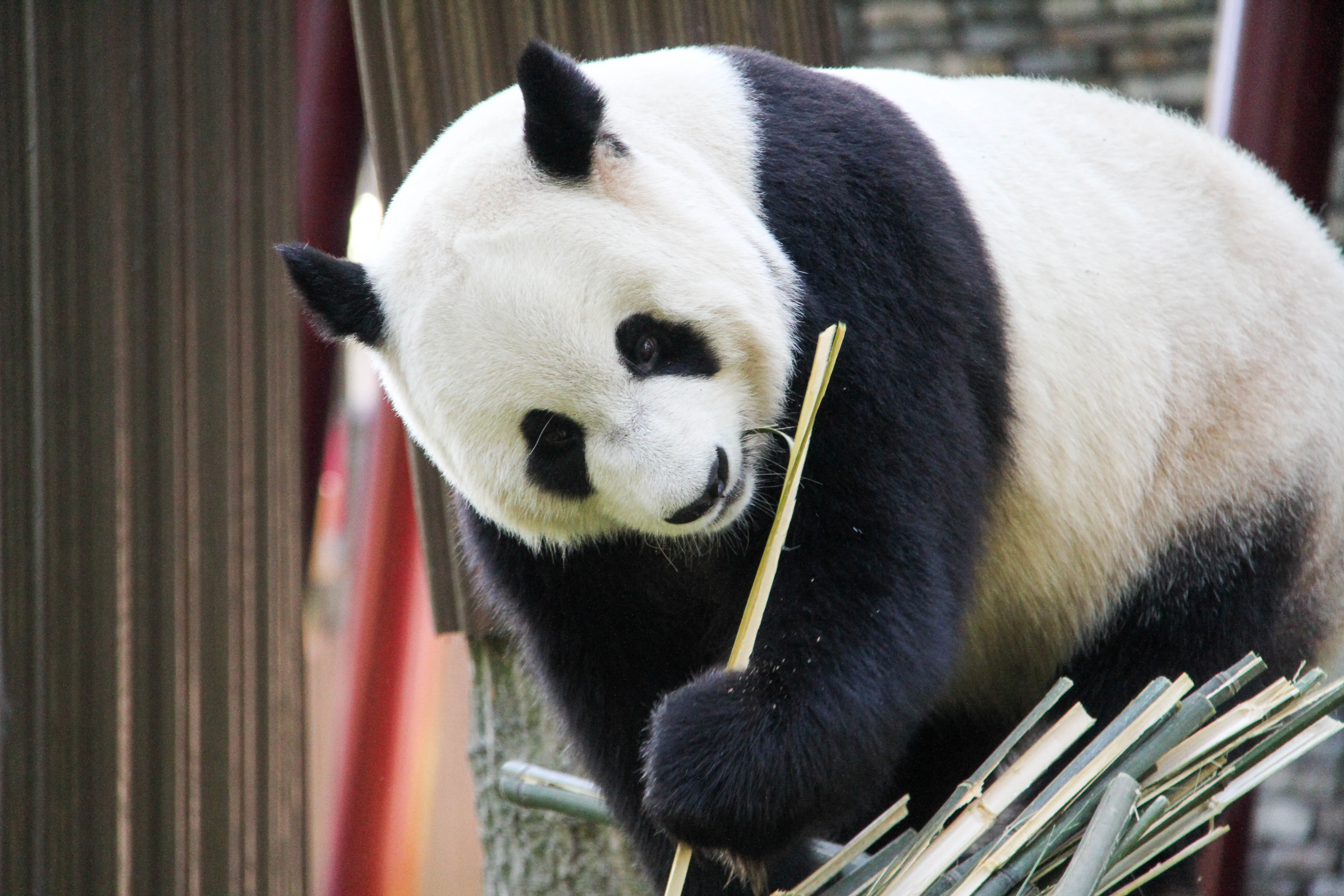 Ouwehands Dierenpark Rhenen