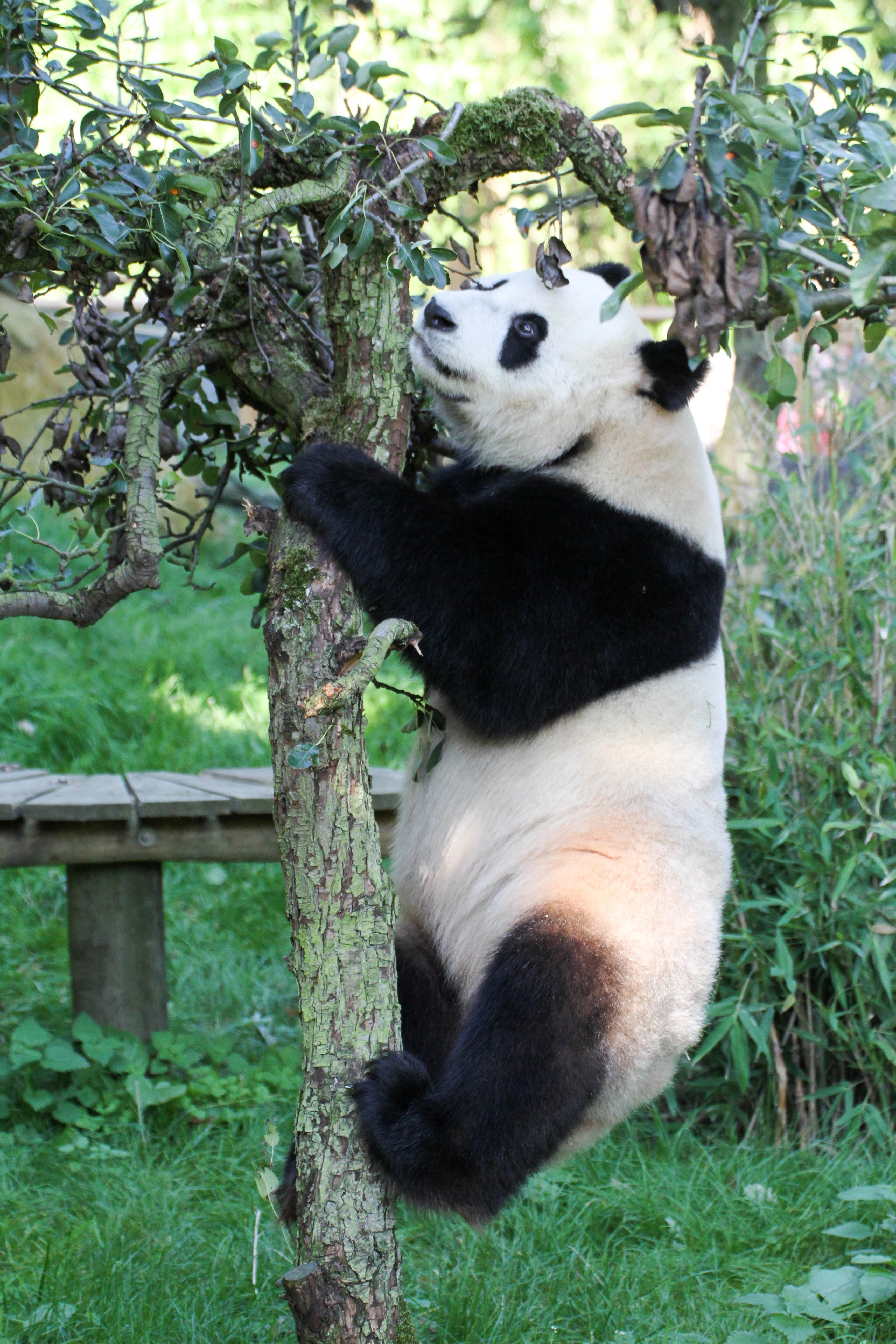 Ouwehands Dierenpark Rhenen