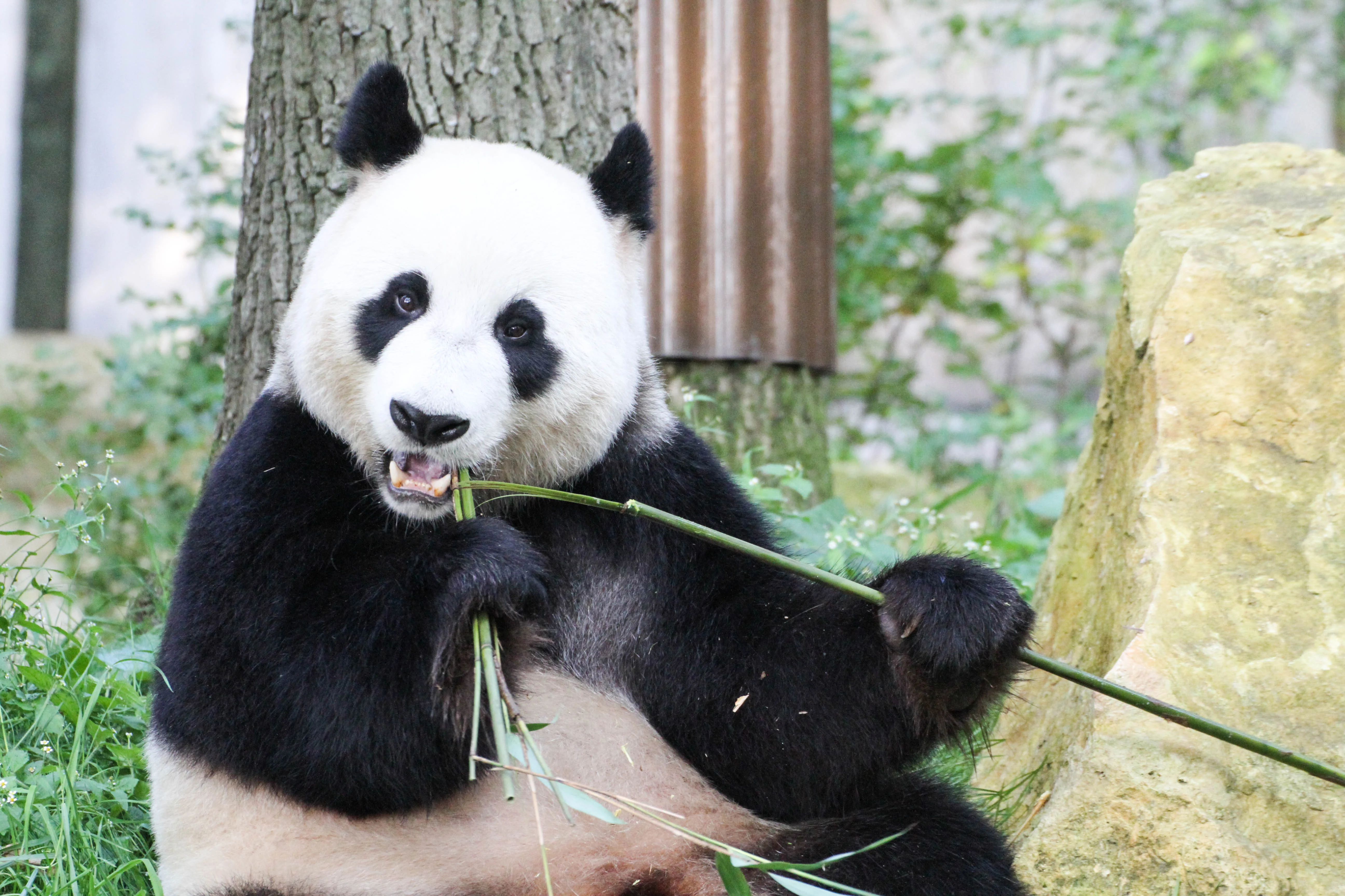 Ouwehands Dierenpark Rhenen