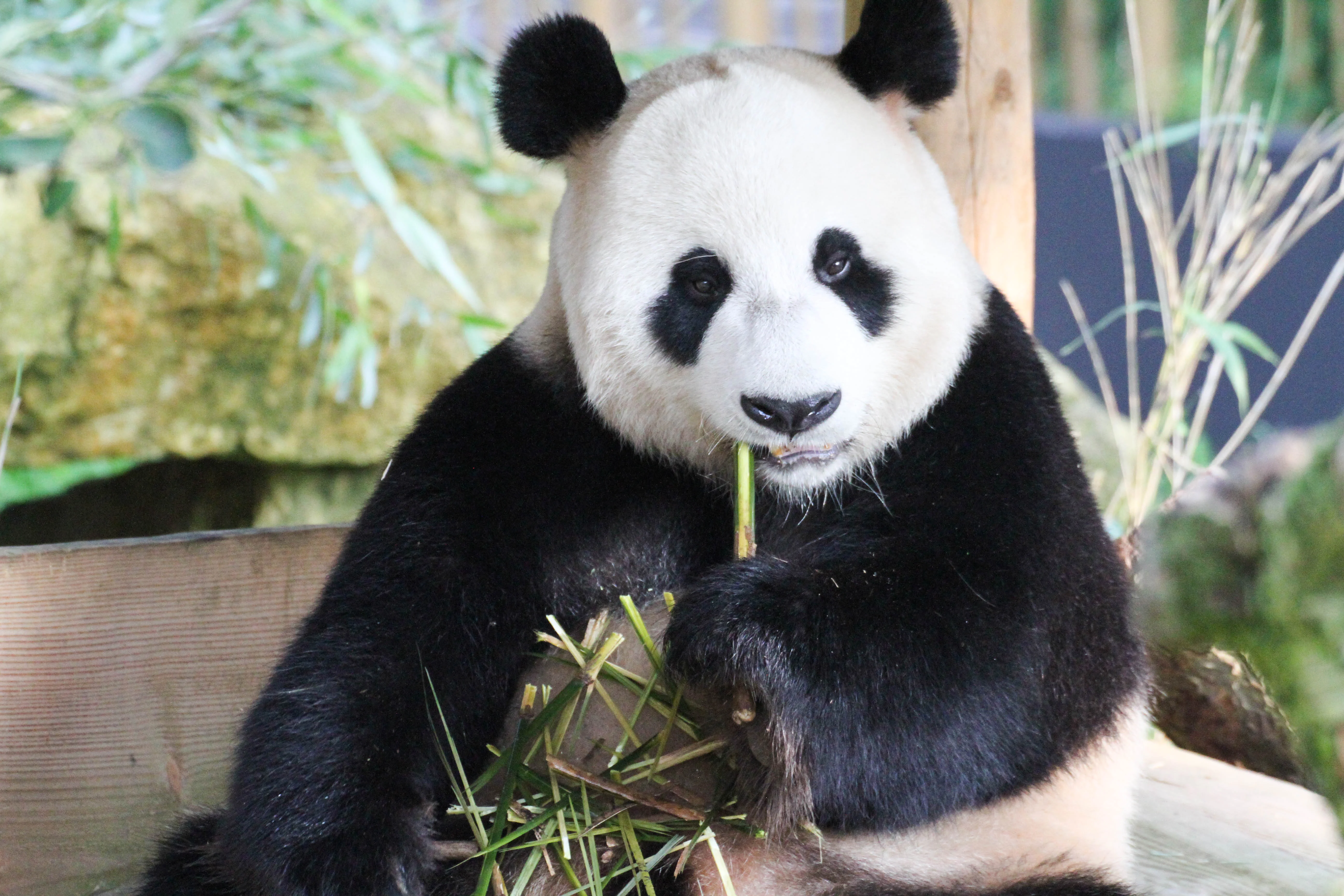 Ouwehands Dierenpark Rhenen