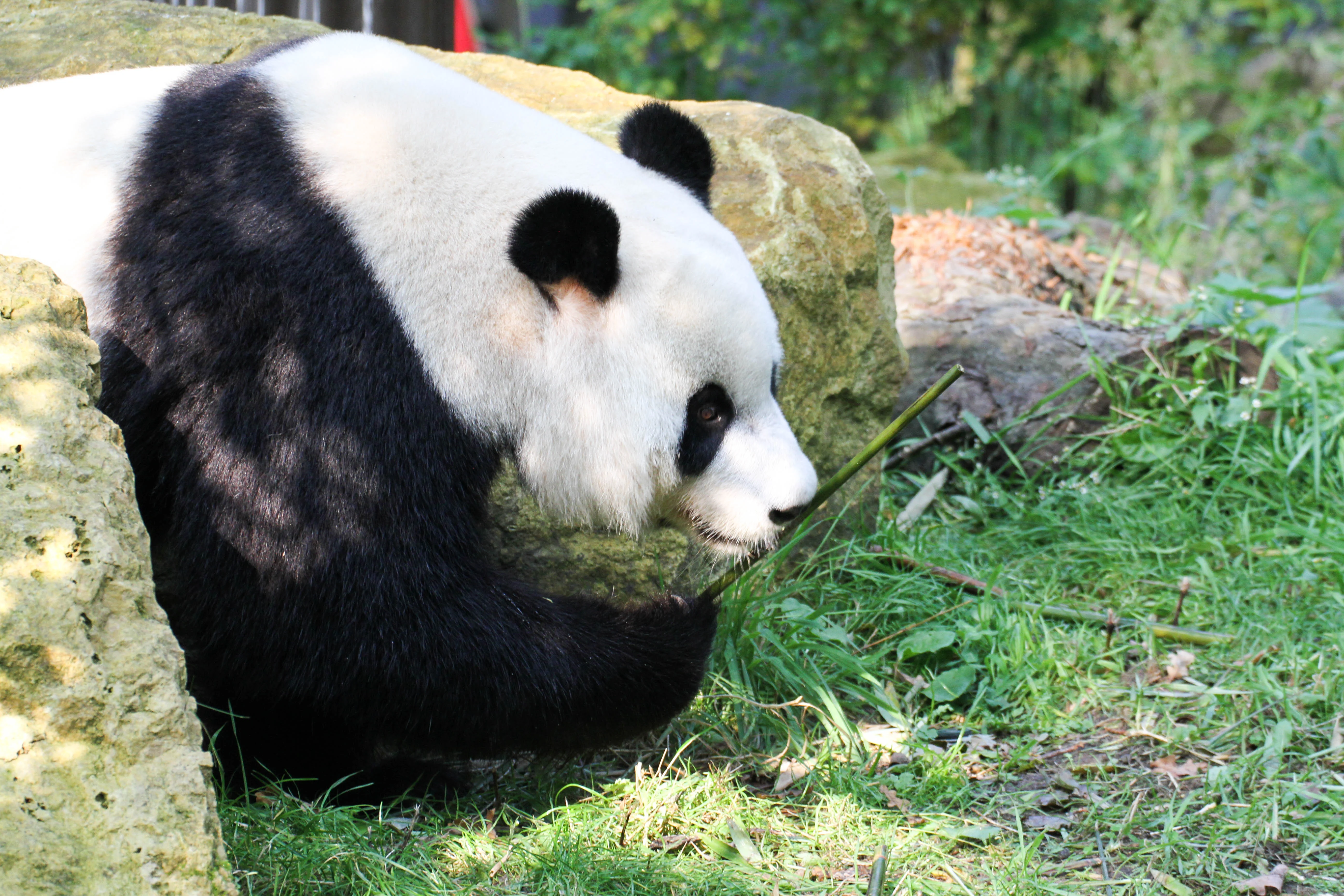 Ouwehands Dierenpark Rhenen
