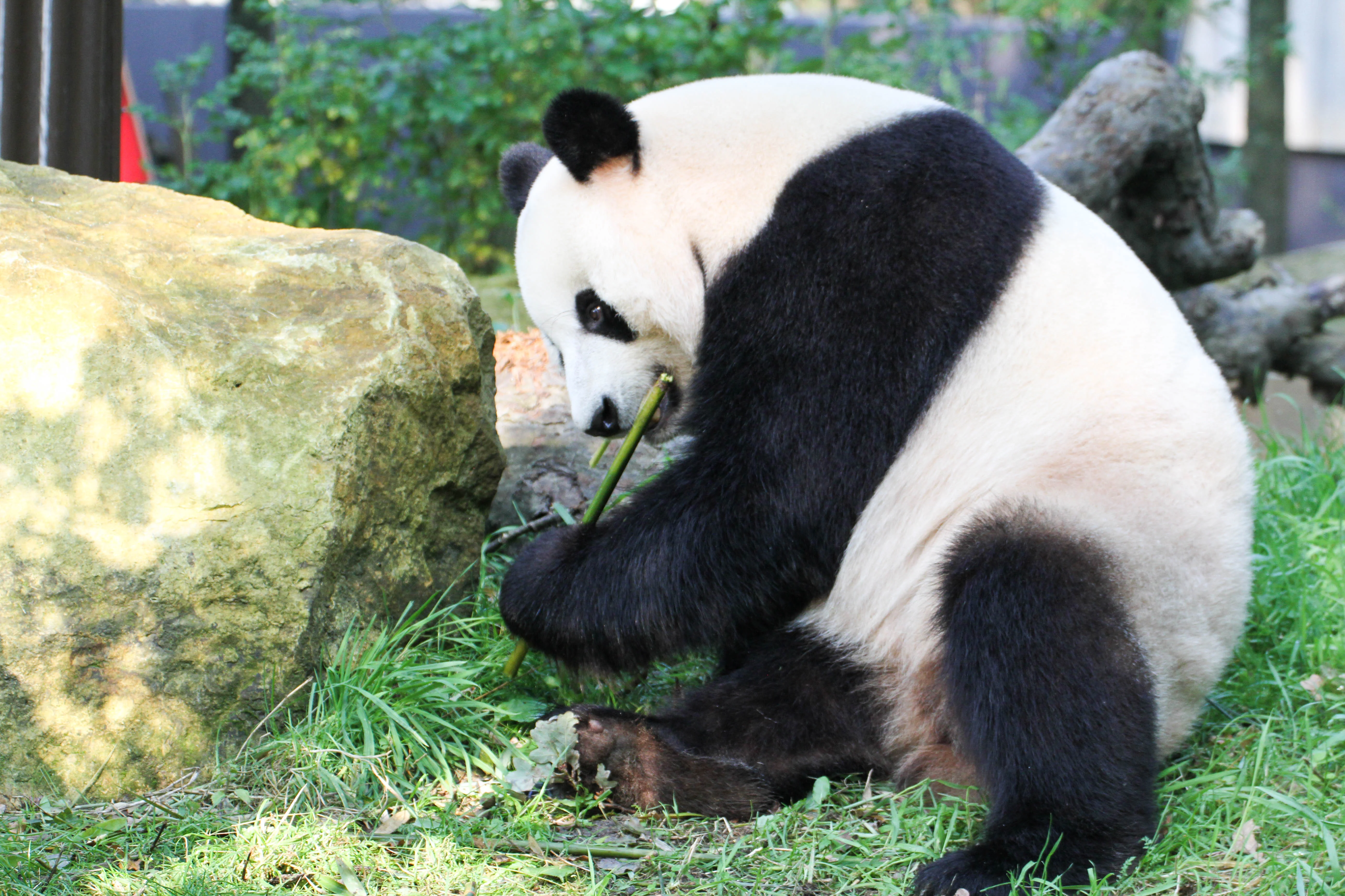 Ouwehands Dierenpark Rhenen
