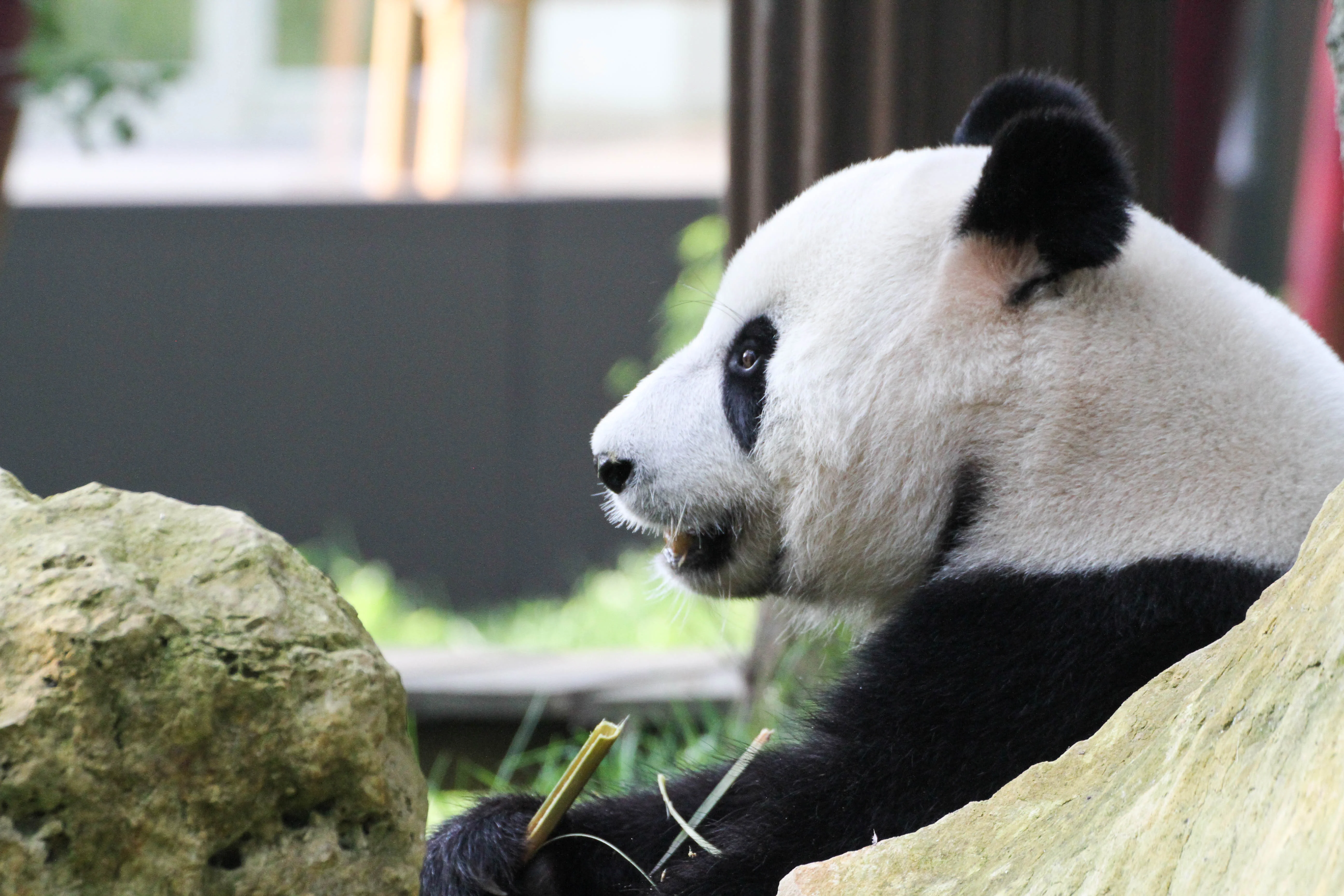 Ouwehands Dierenpark Rhenen