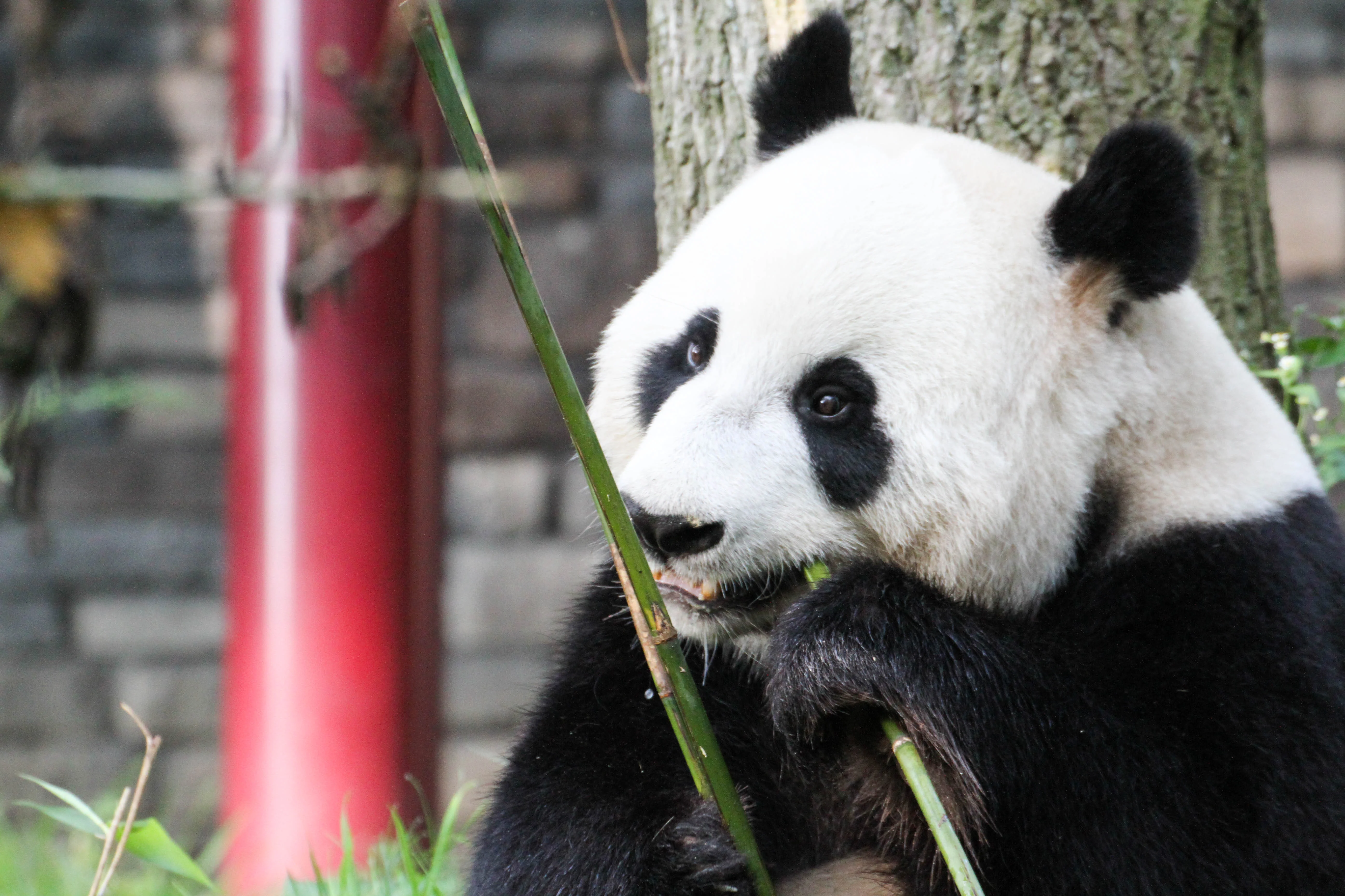Ouwehands Dierenpark Rhenen